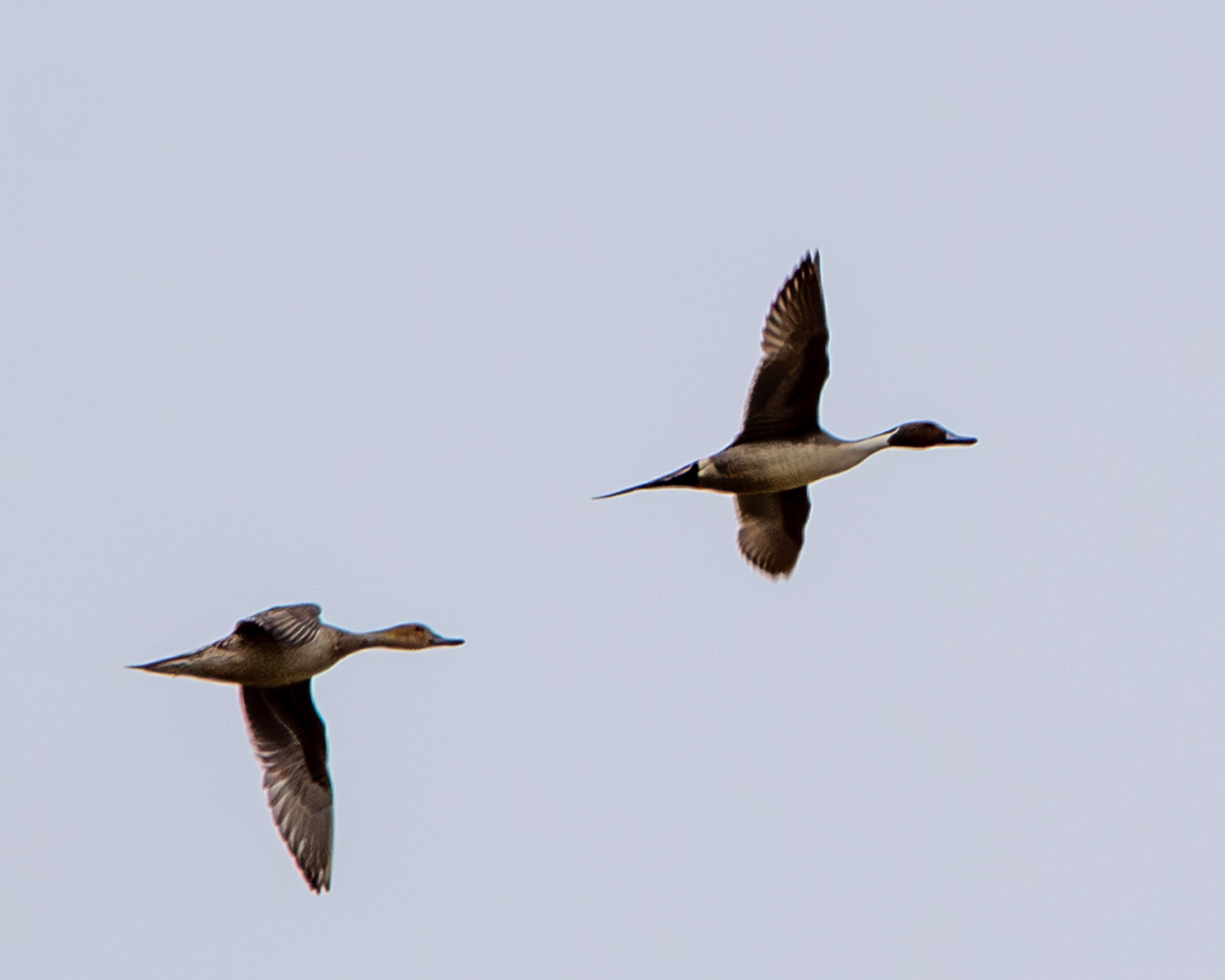 Northern pintails