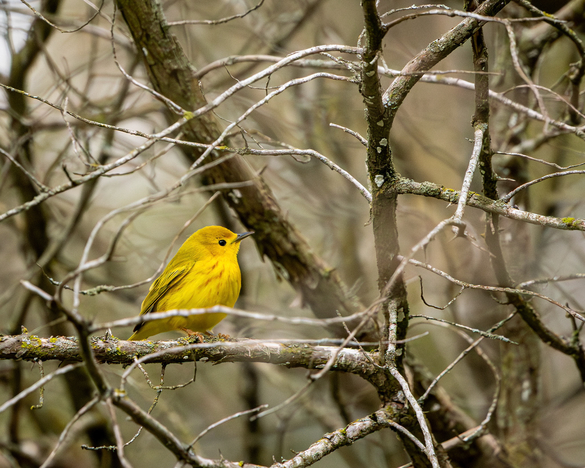 Northern yellow warbler