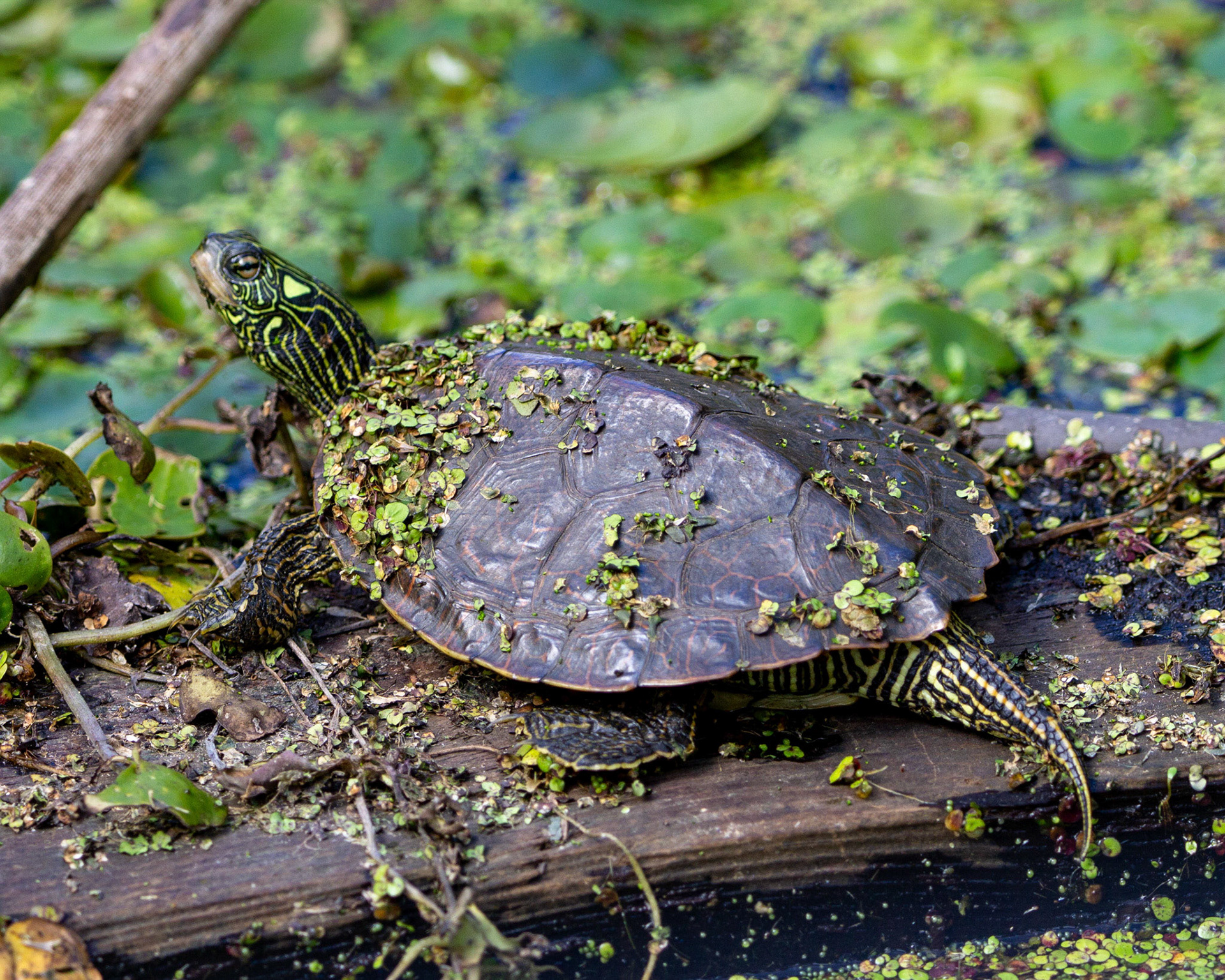 Northern map turtle