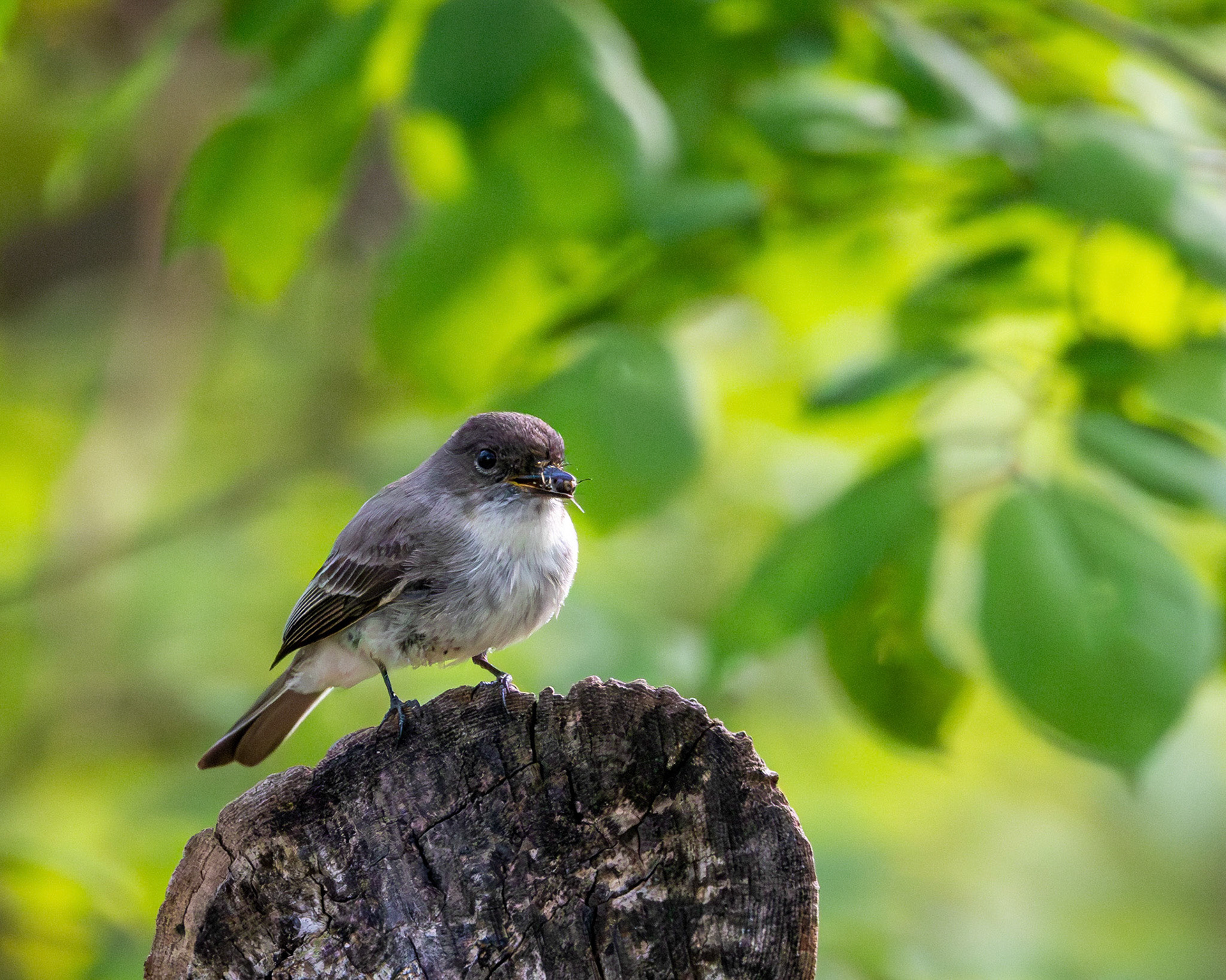 Eastern phoebe