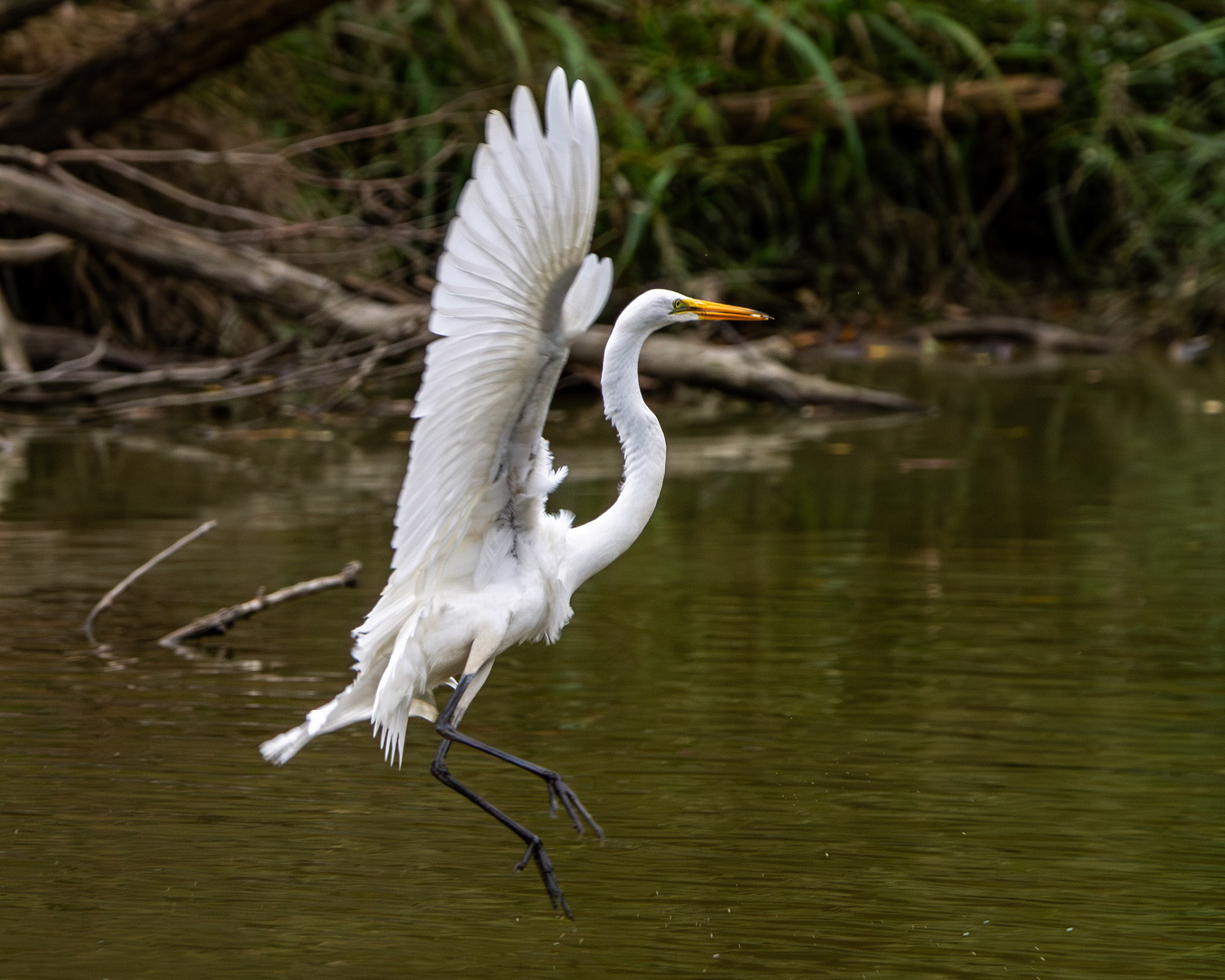 Great egret