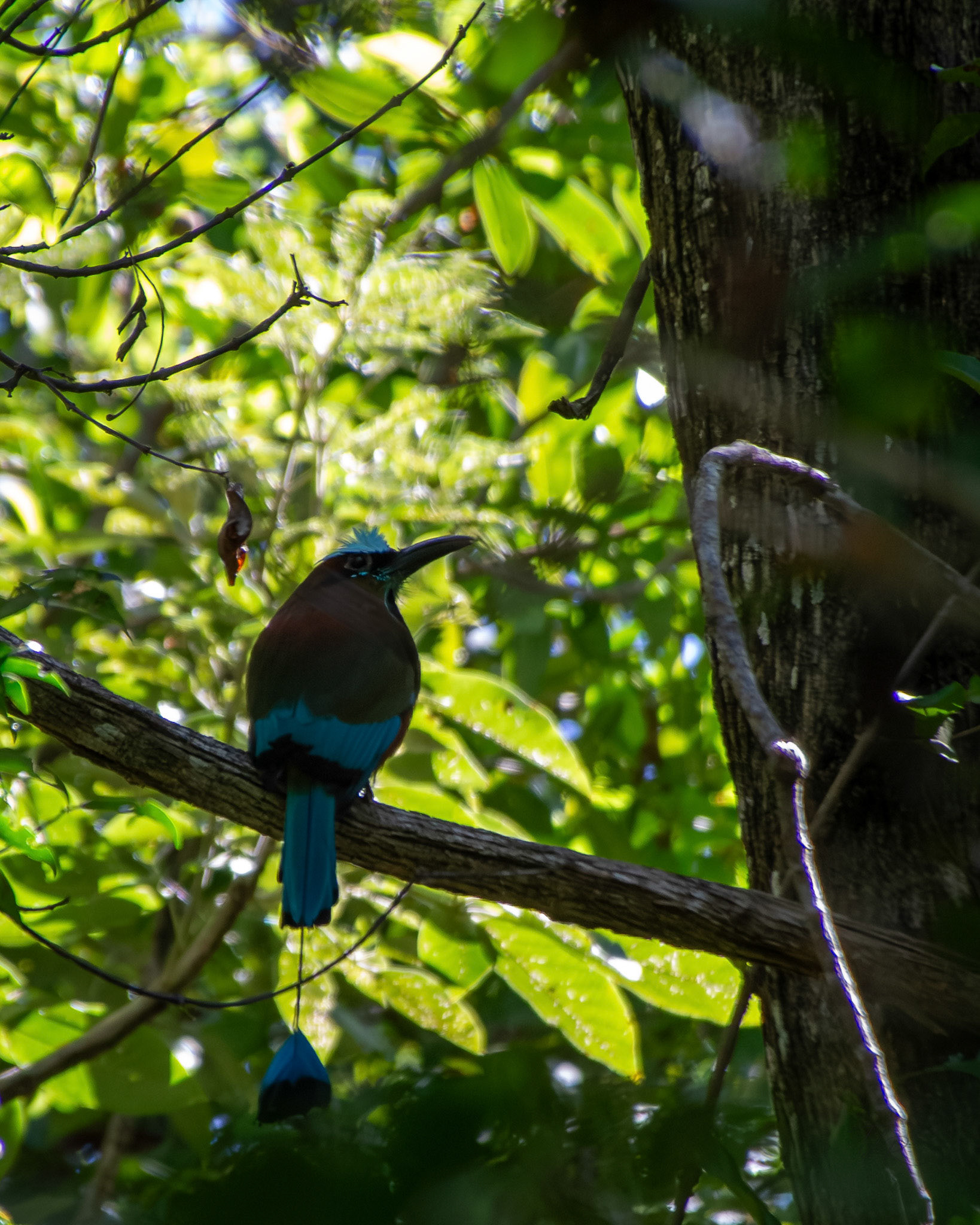 Turquoise-browed motmot