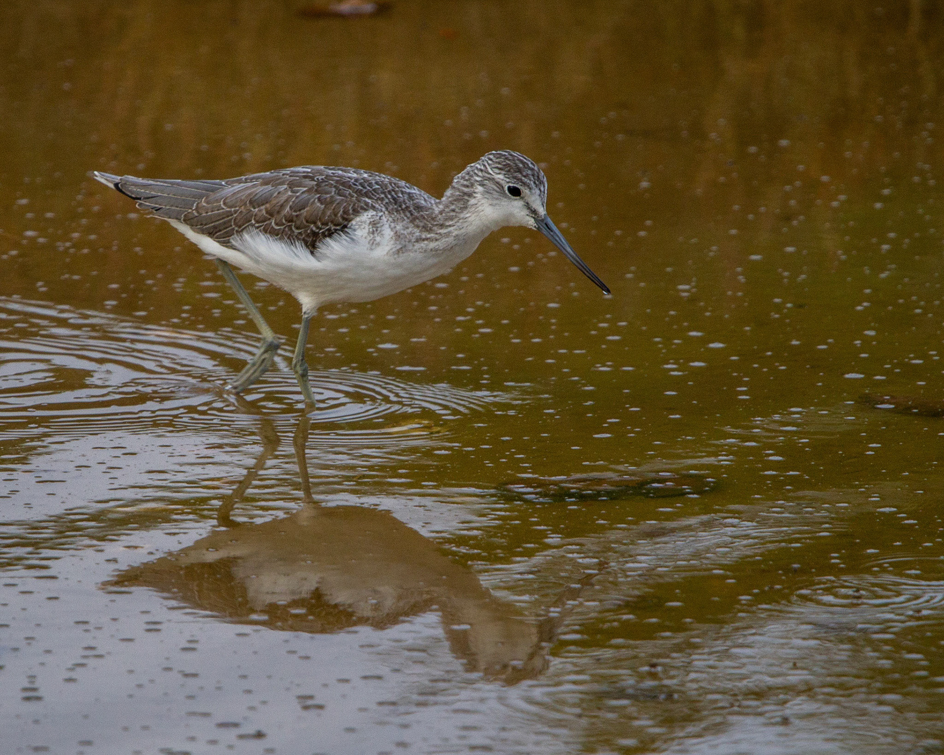 Common greenshank