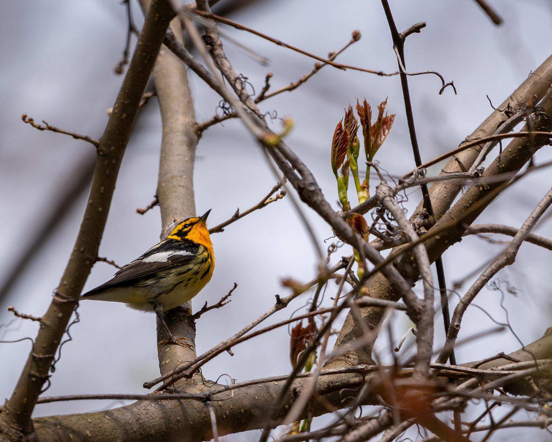 Blackburnian warbler