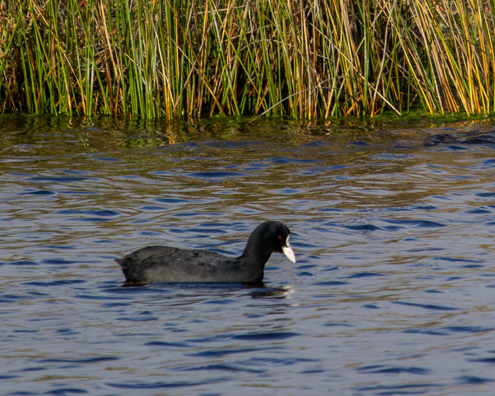 Eurasian coot