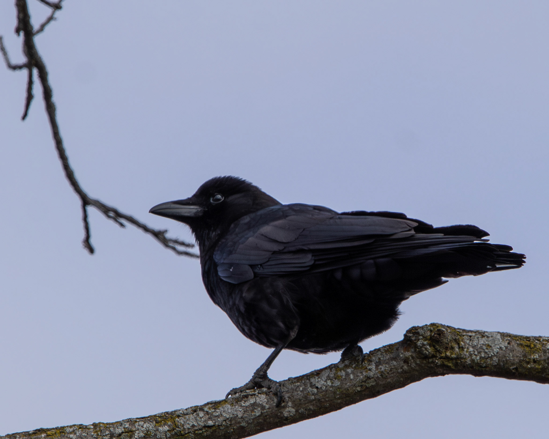 American crow