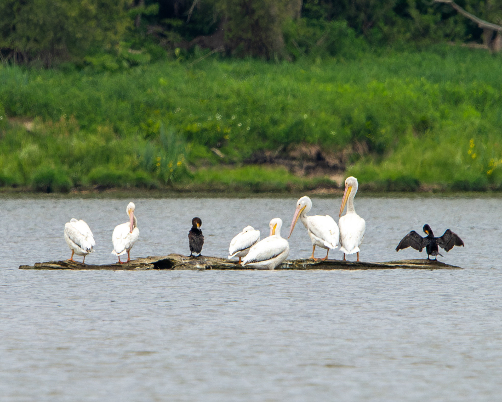 American white pelicans