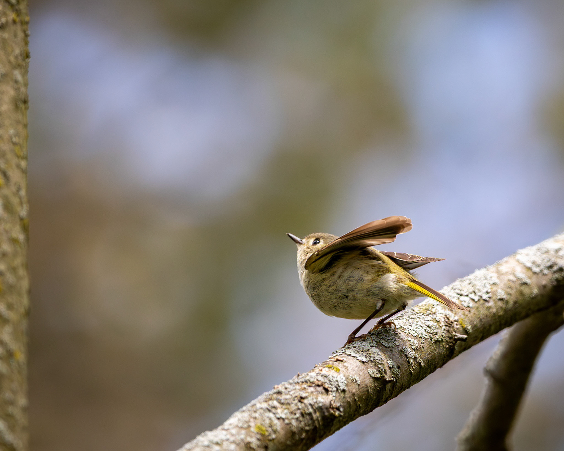 Ruby-crowned kinglet