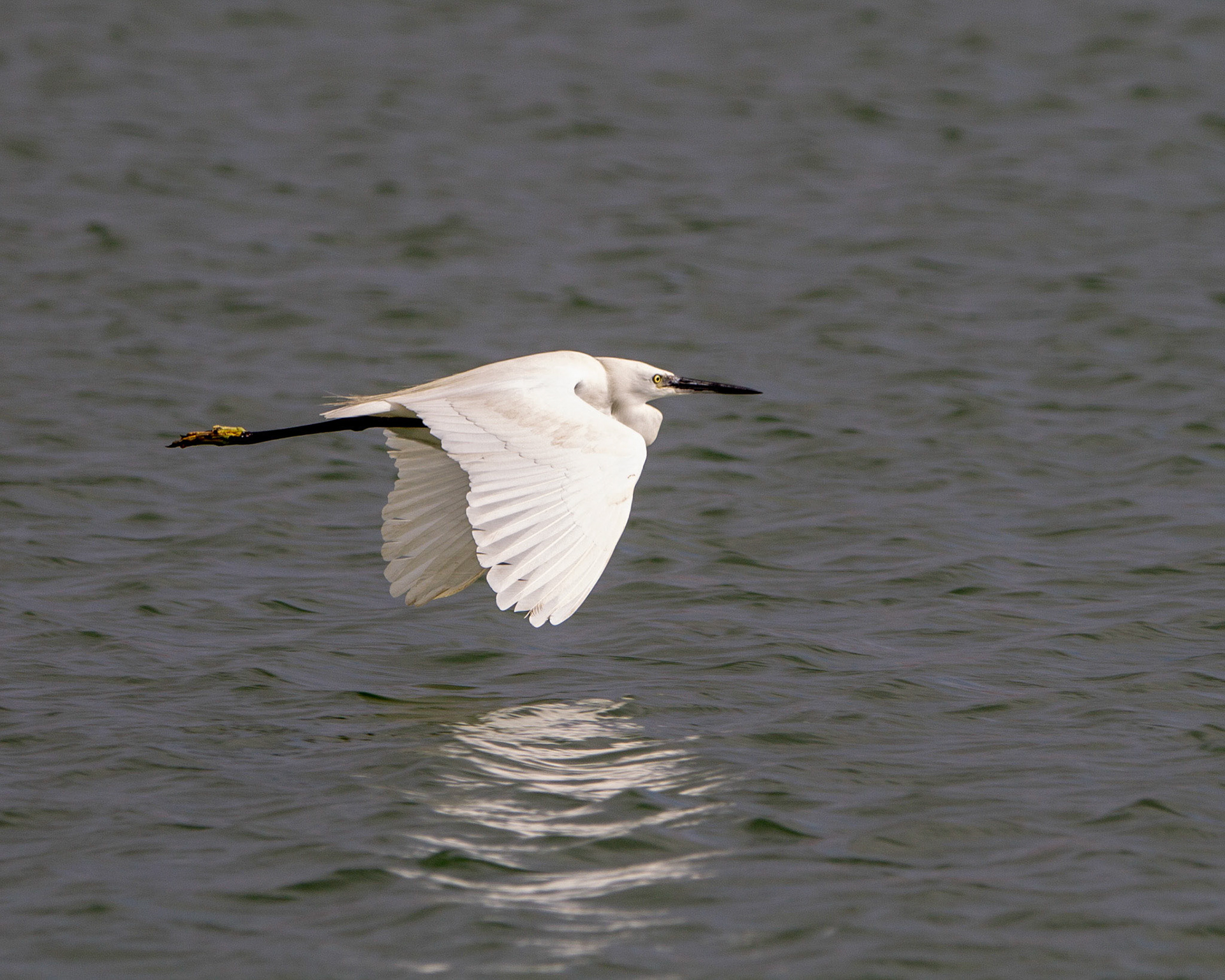 Little egret