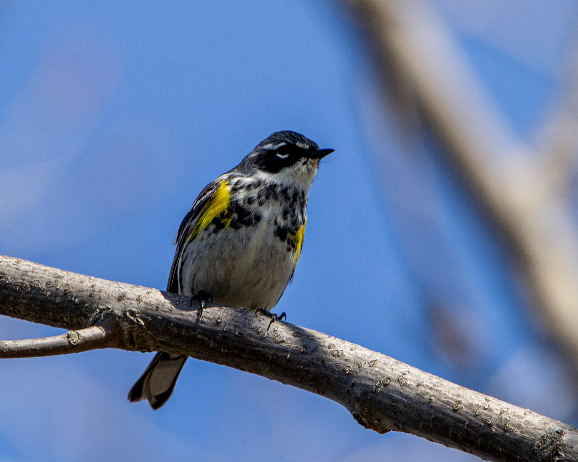 Yellow-rumped warbler