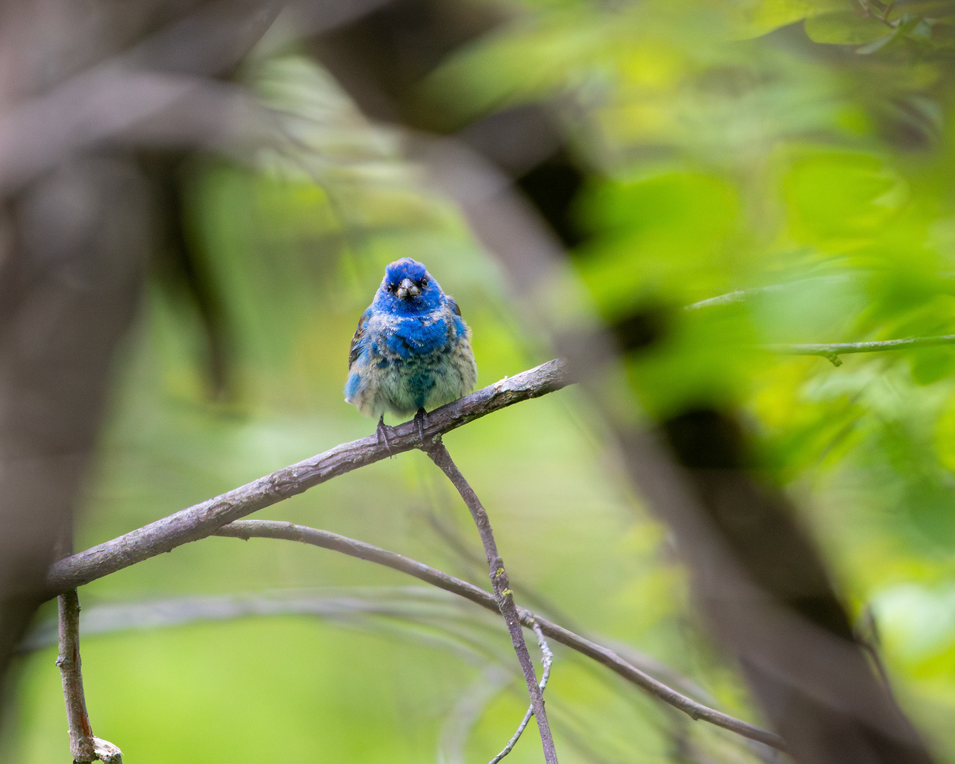 Indigo bunting