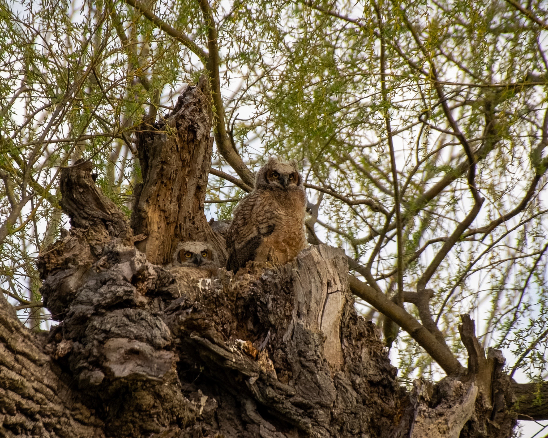 Great horned owlets
