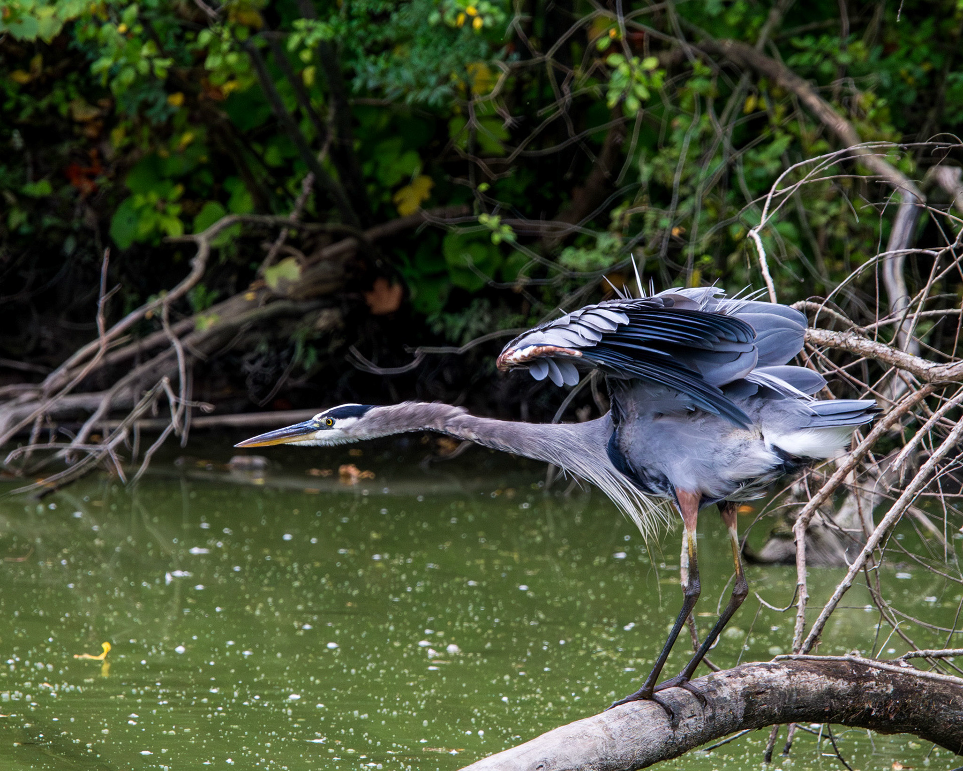 Great blue heron
