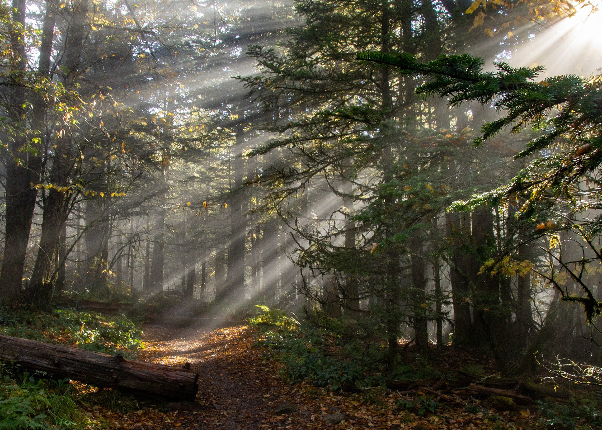 Sun shining through the trees