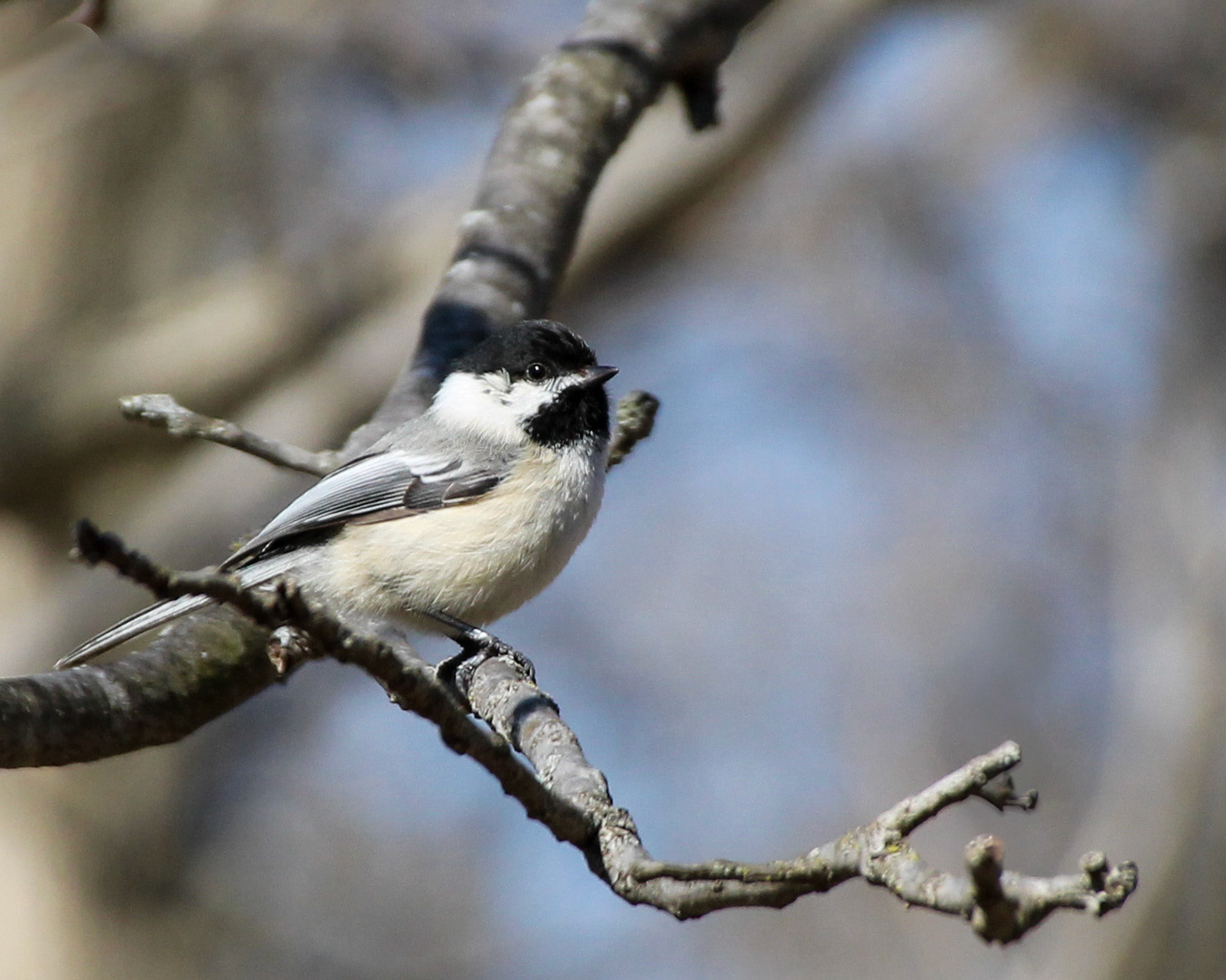 Black-capped chickadee
