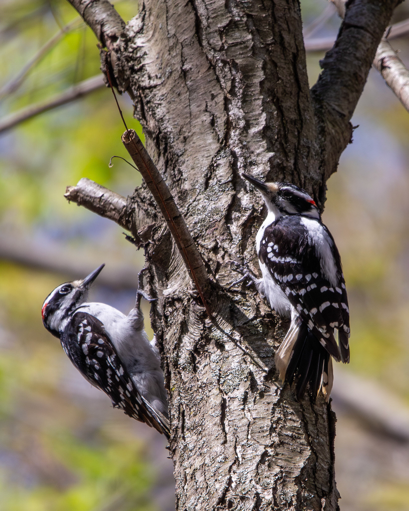 Hairy woodpeckers