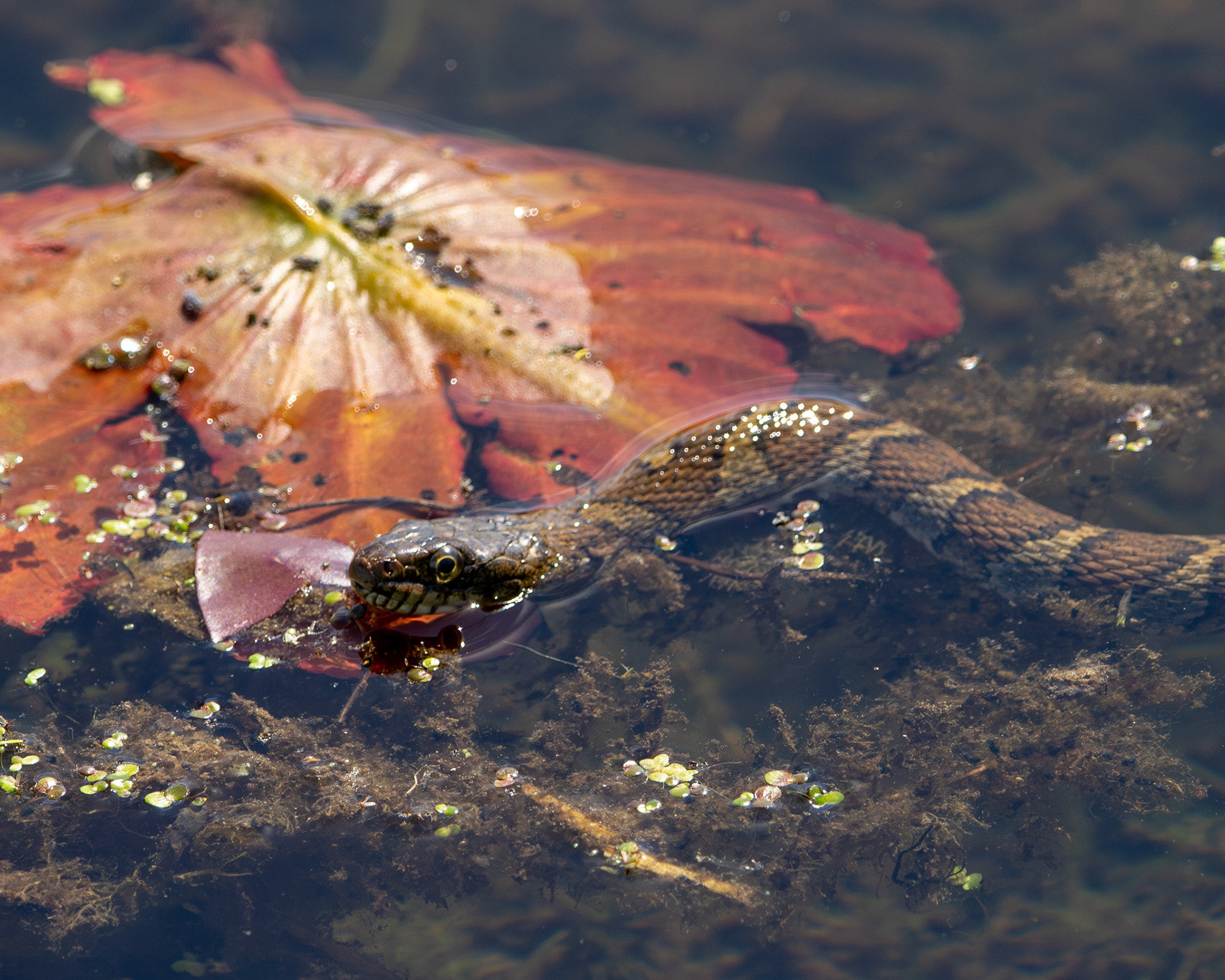 Common watersnake
