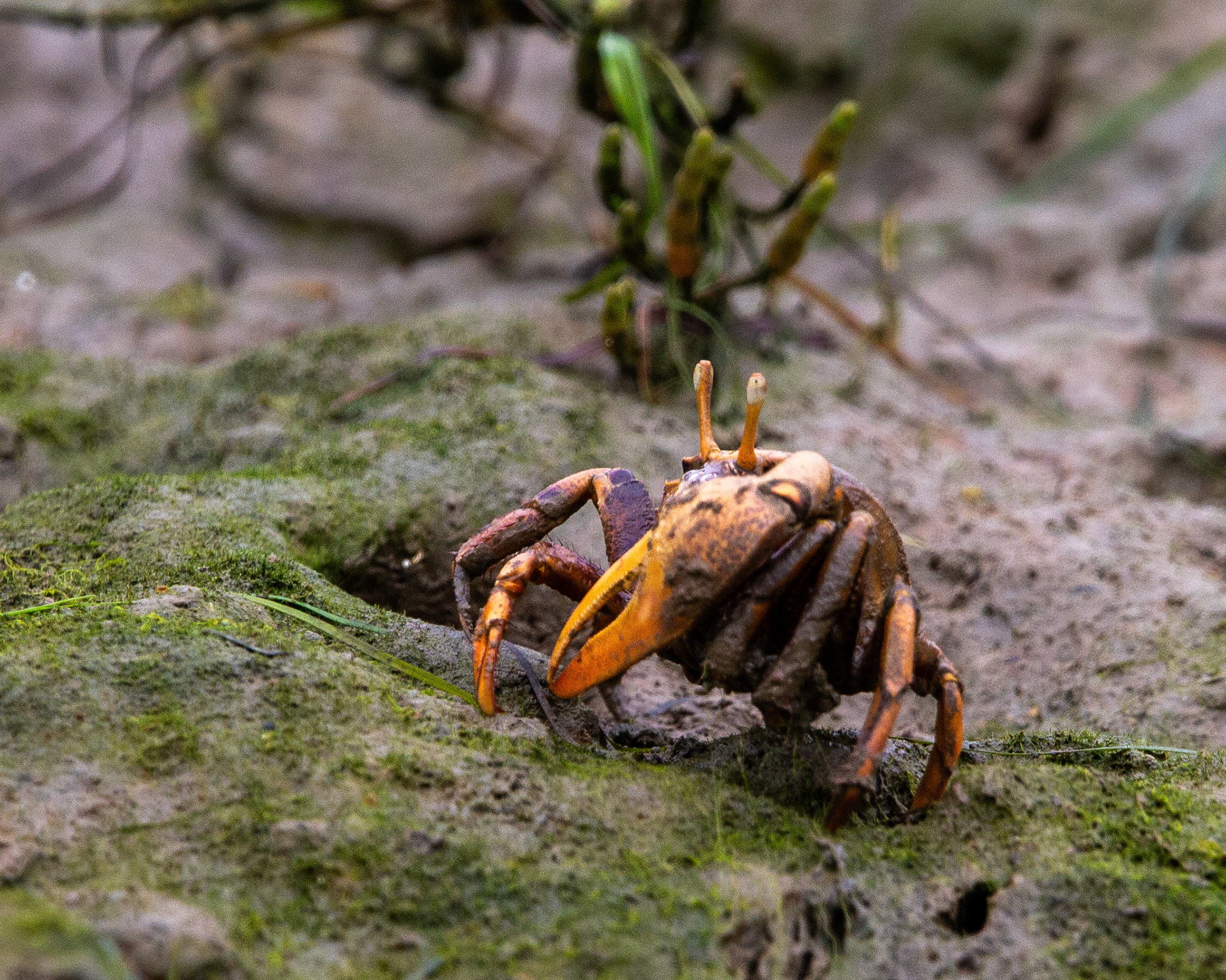 West African fiddler crab