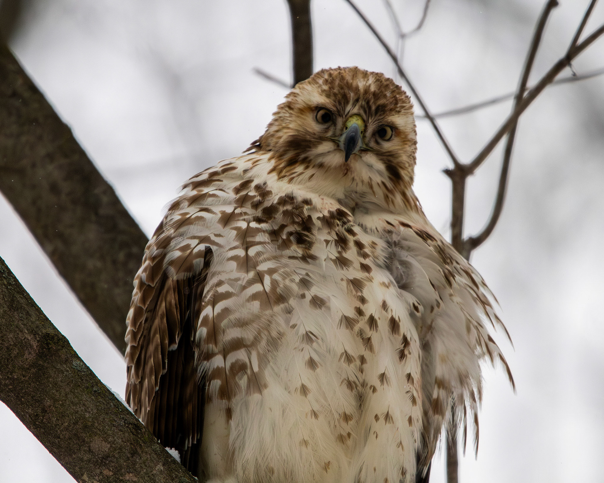 Red-tailed hawk