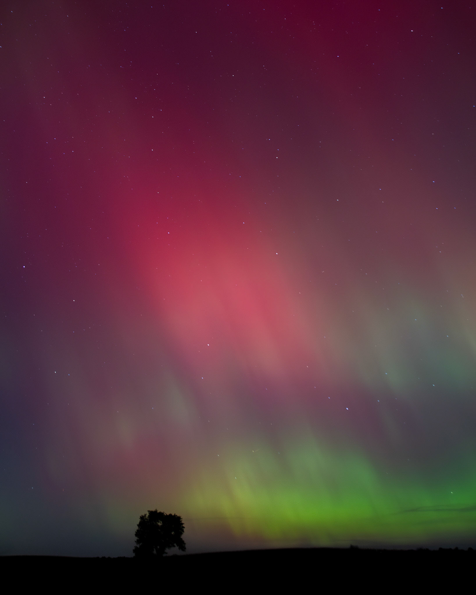 Aurora borealis with tree in foreground