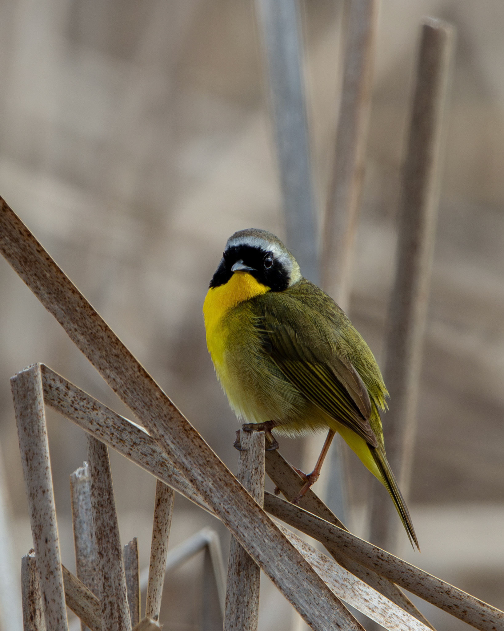 Common yellowthroat