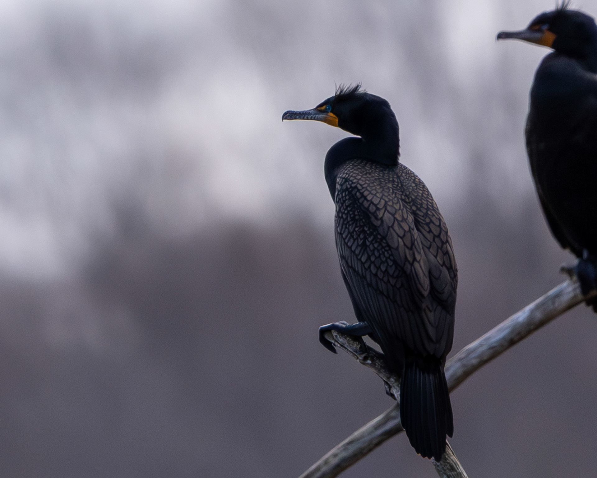 Double-breasted cormorant