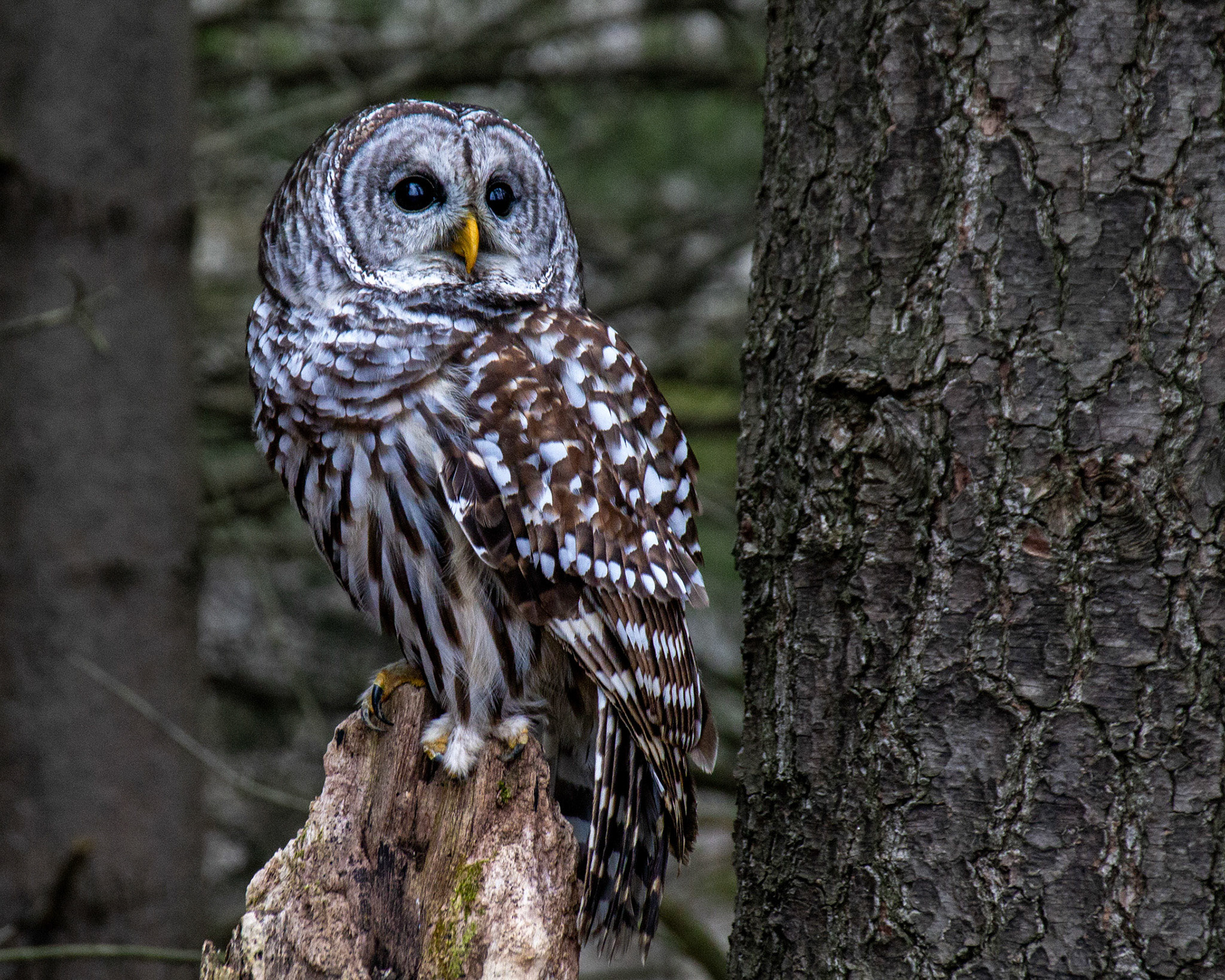 Barred owl