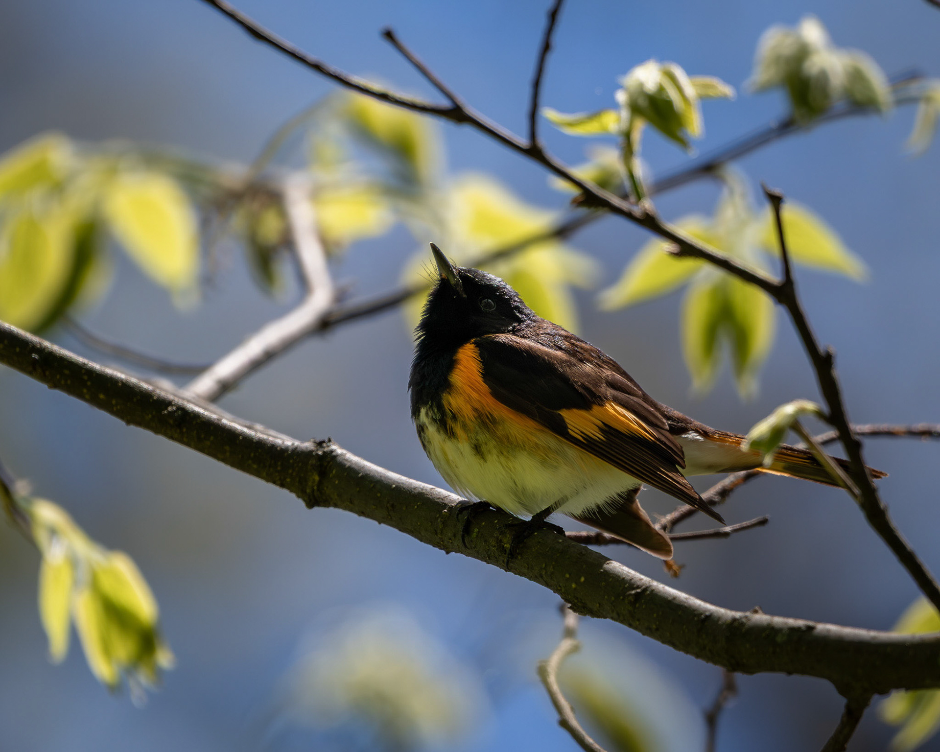 American redstart