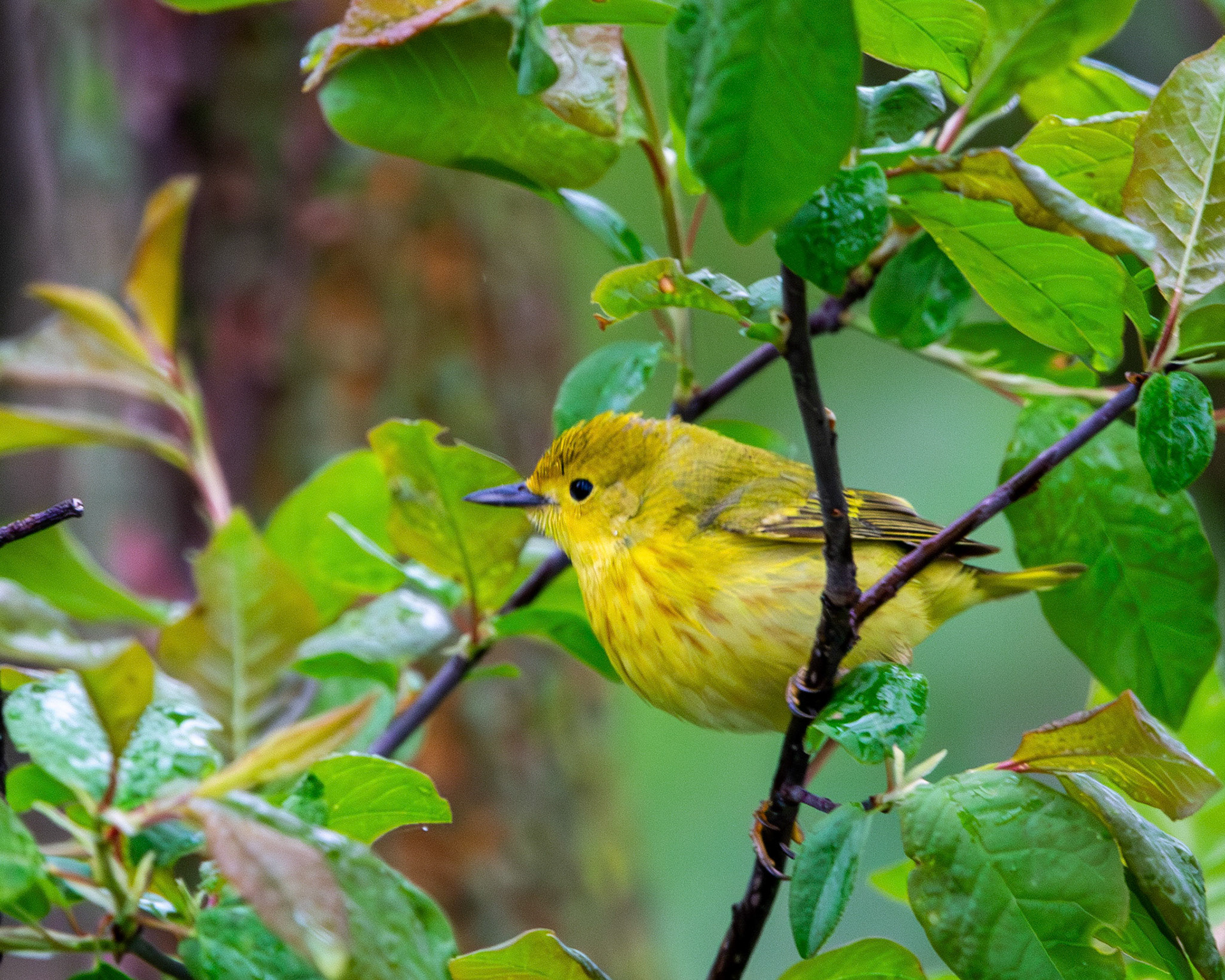 Yellow warbler