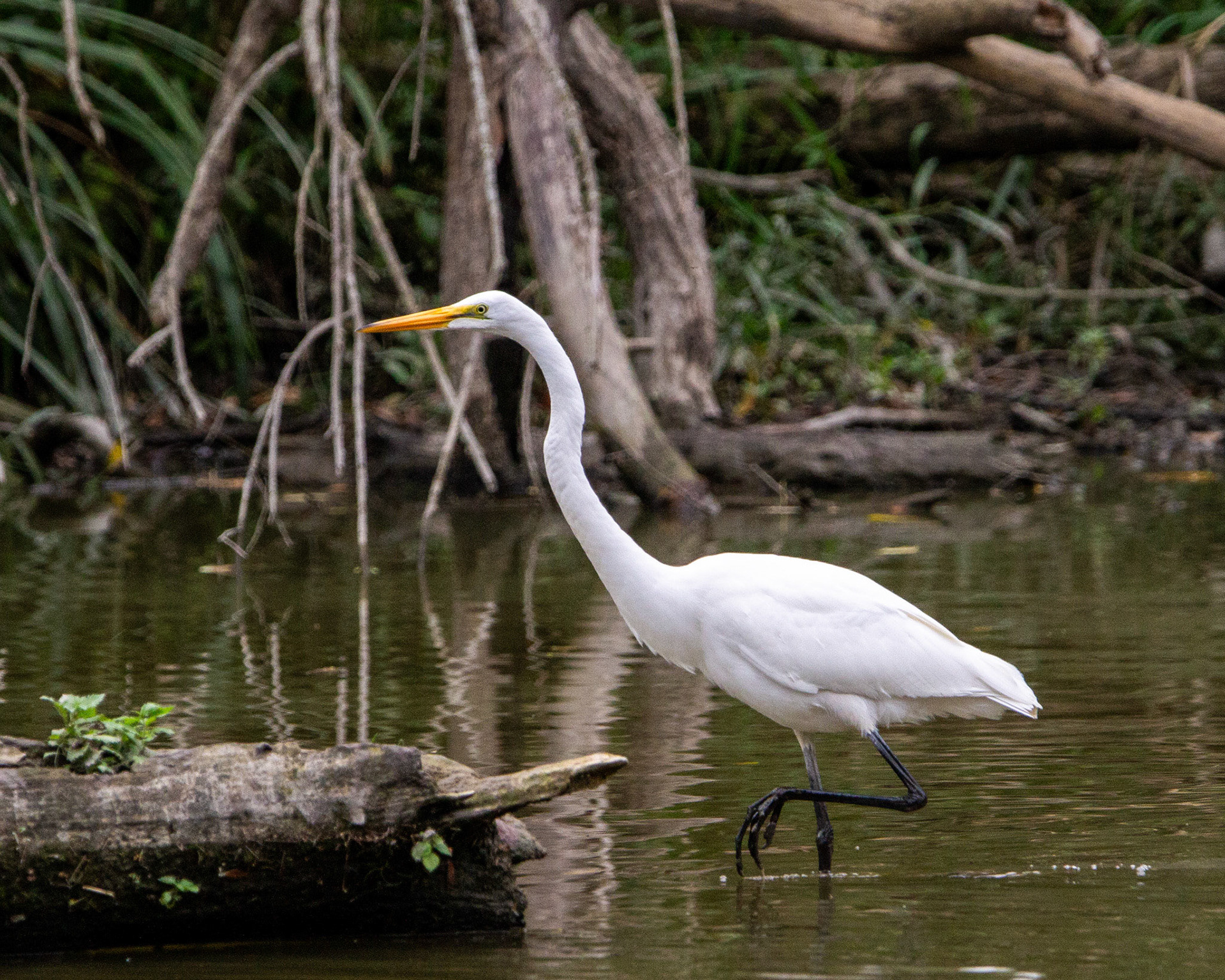 Great egret