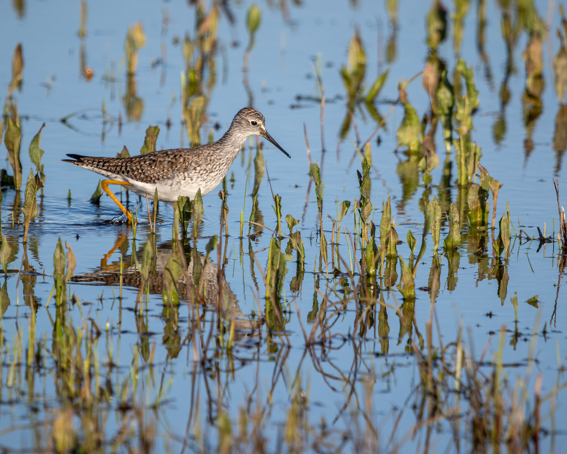 Lesser yellowlegs