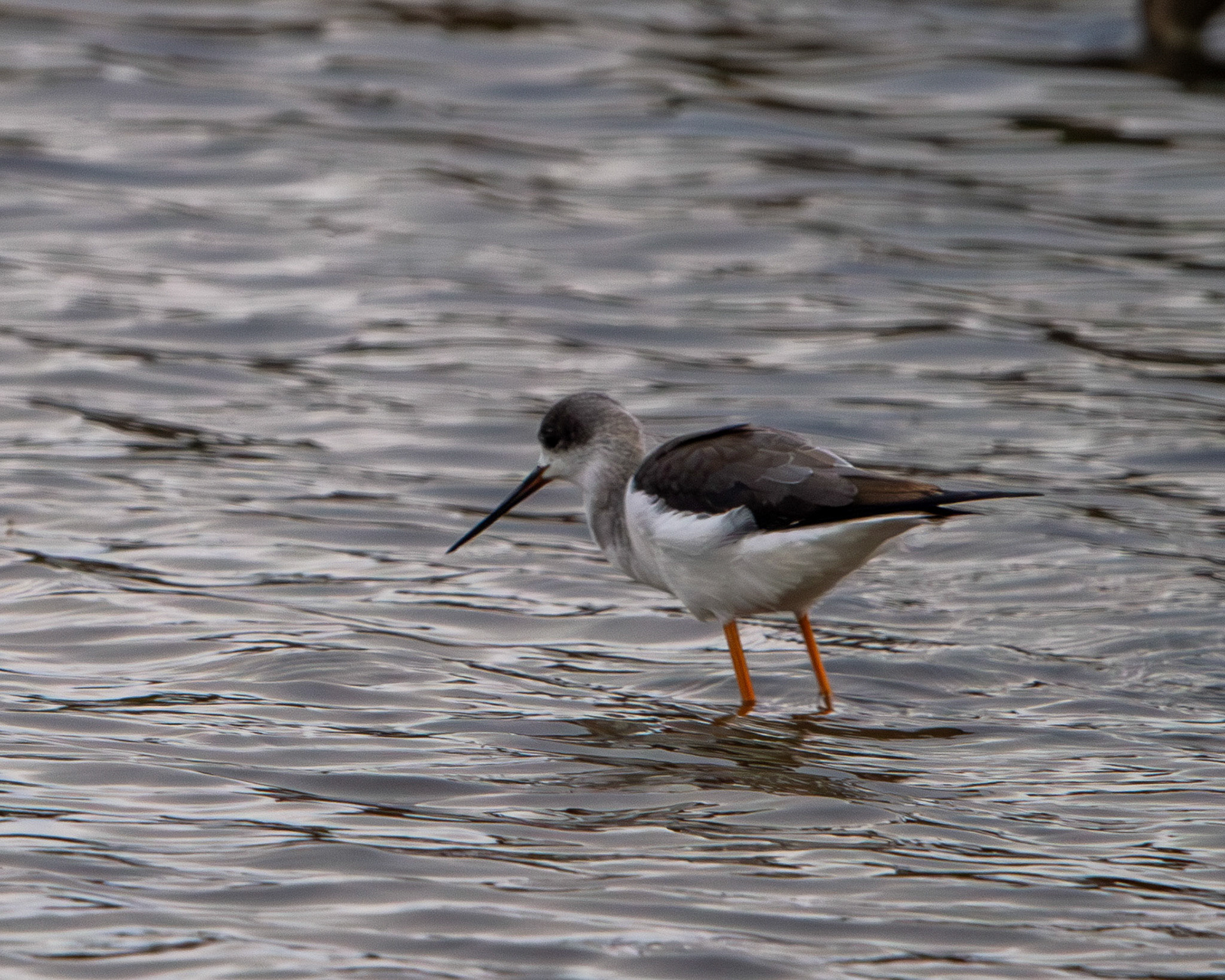 Black-winged stilt