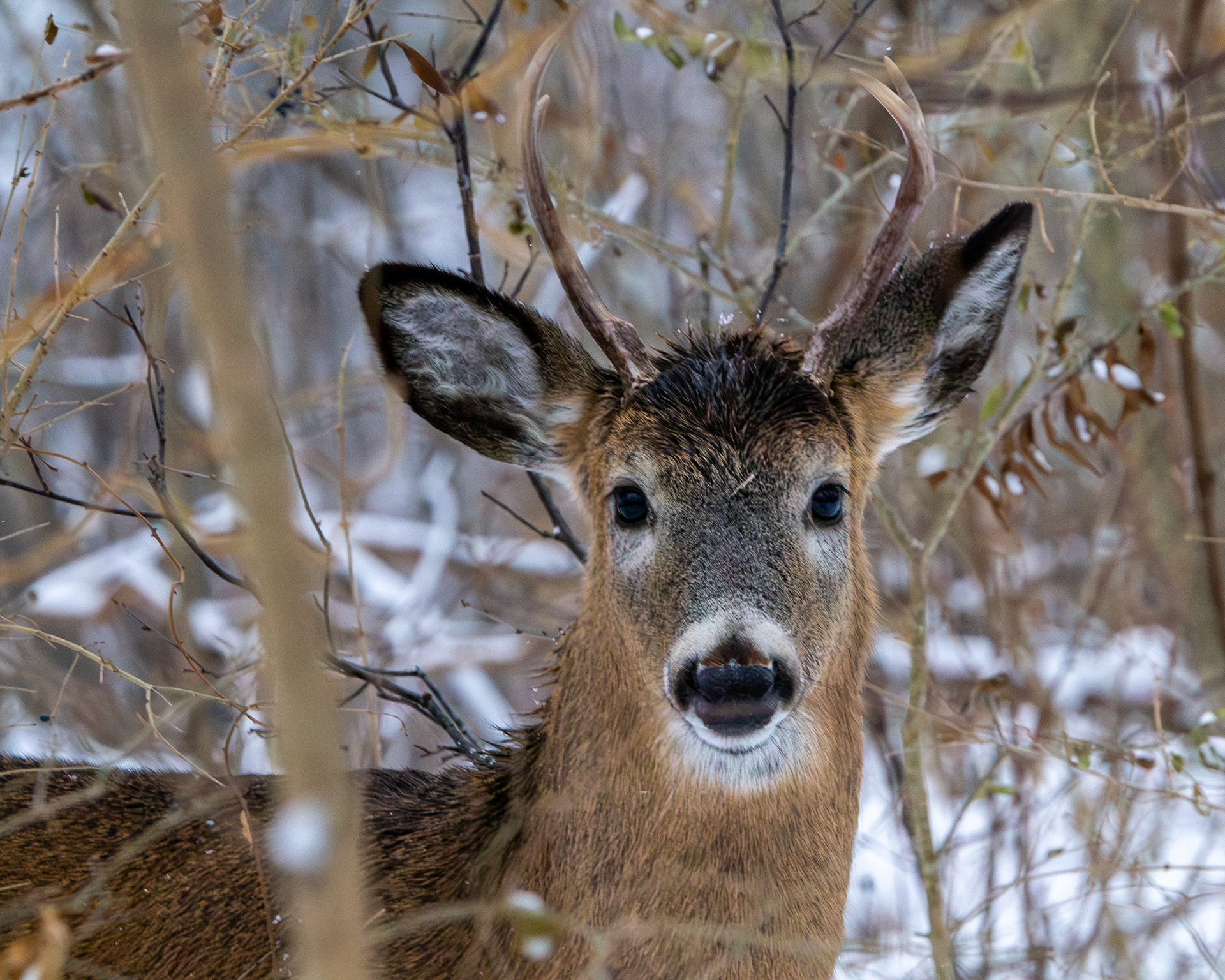 Deer