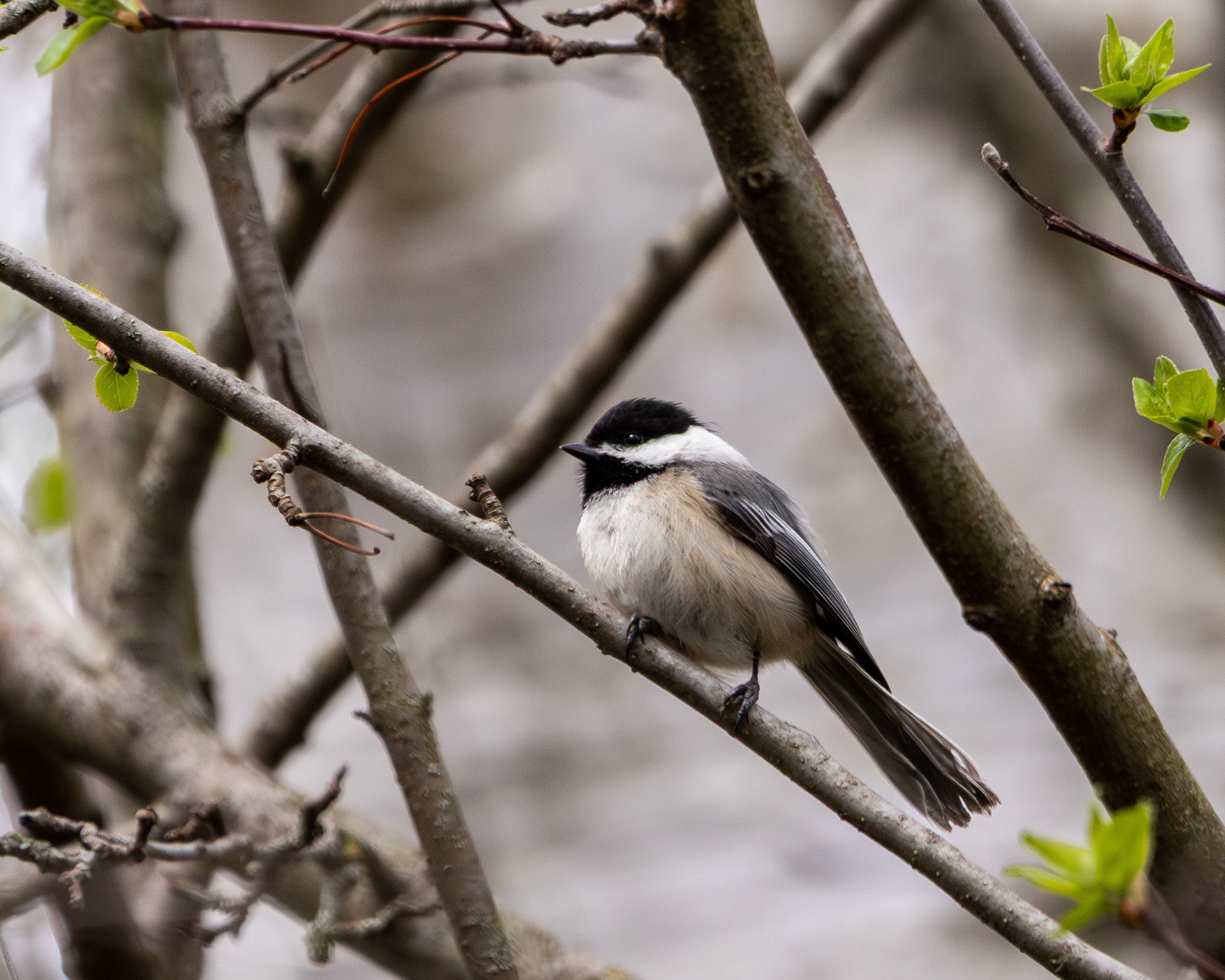 Black-capped chickadee
