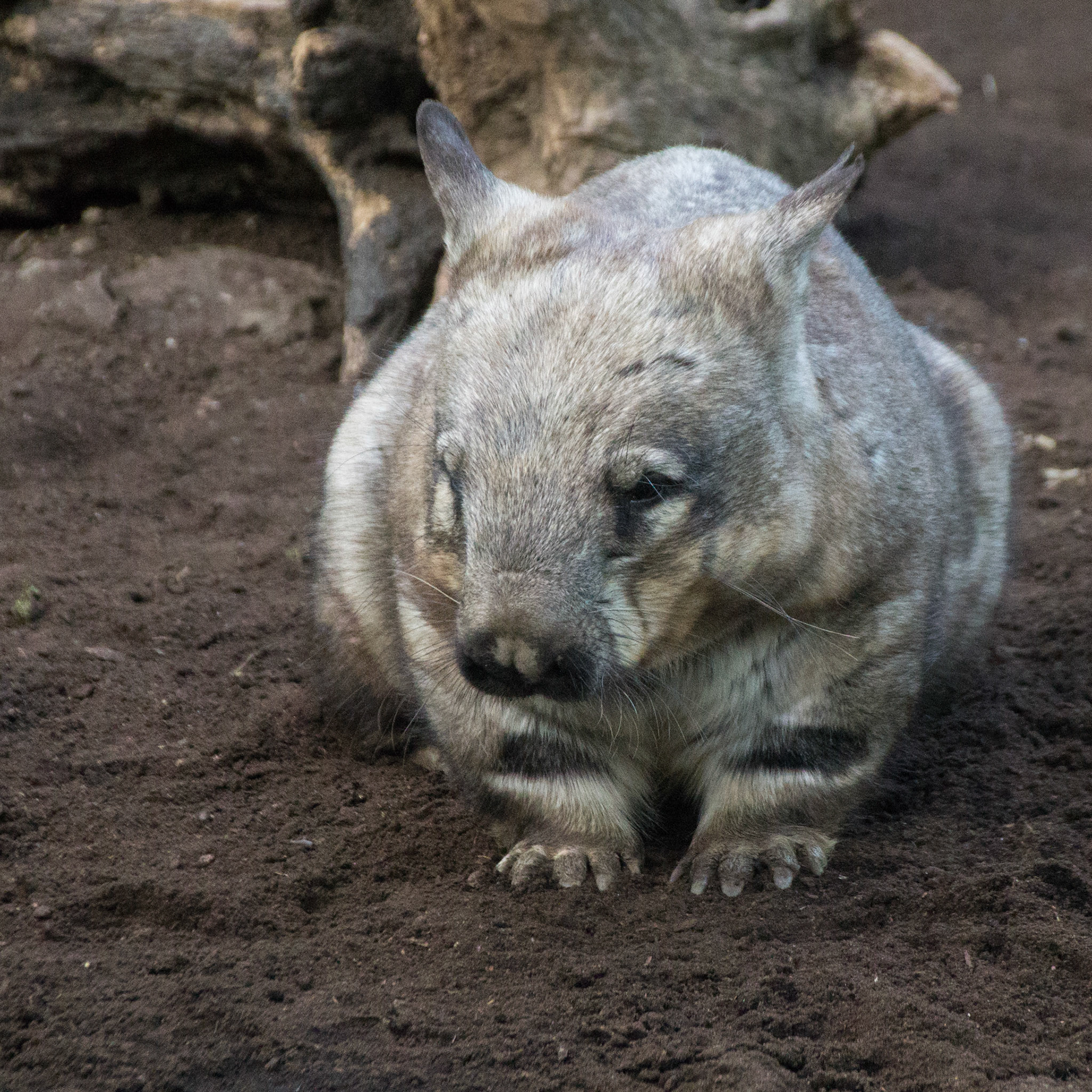 Wombat