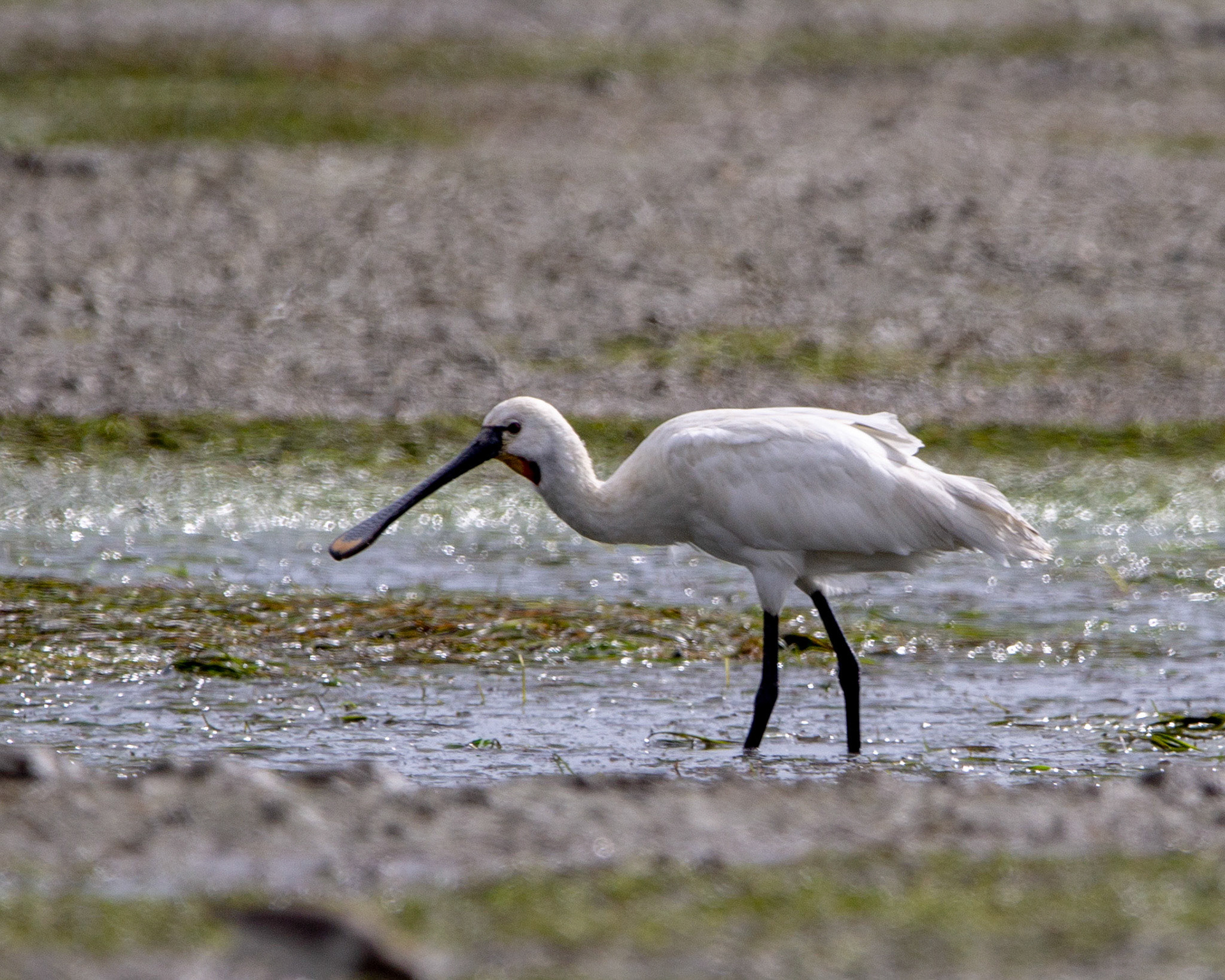Eurasian spoonbill