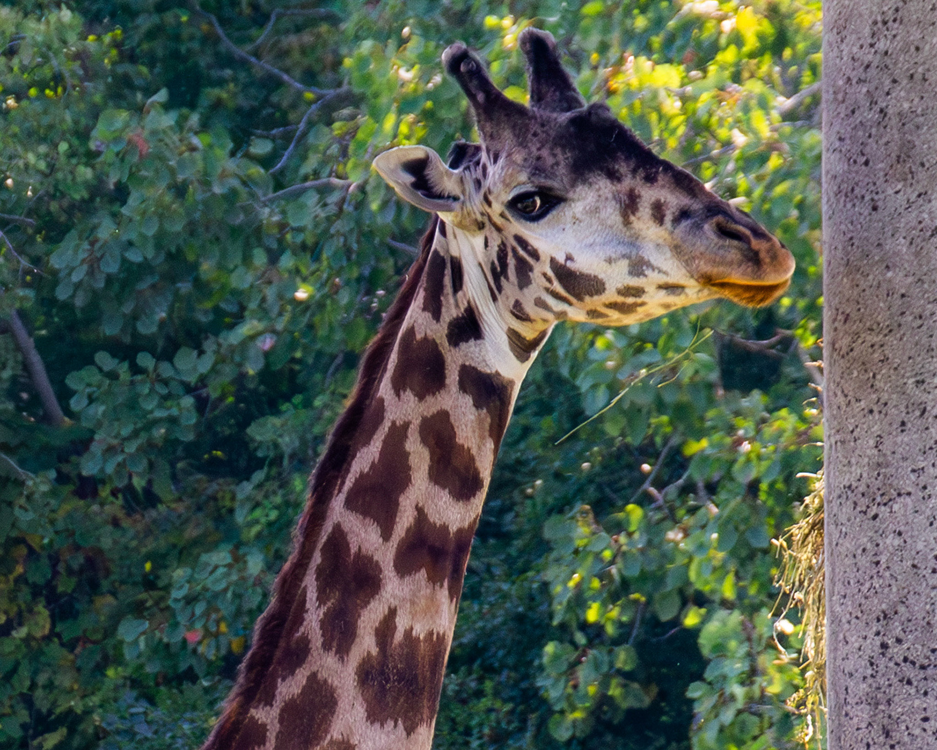 Giraffe