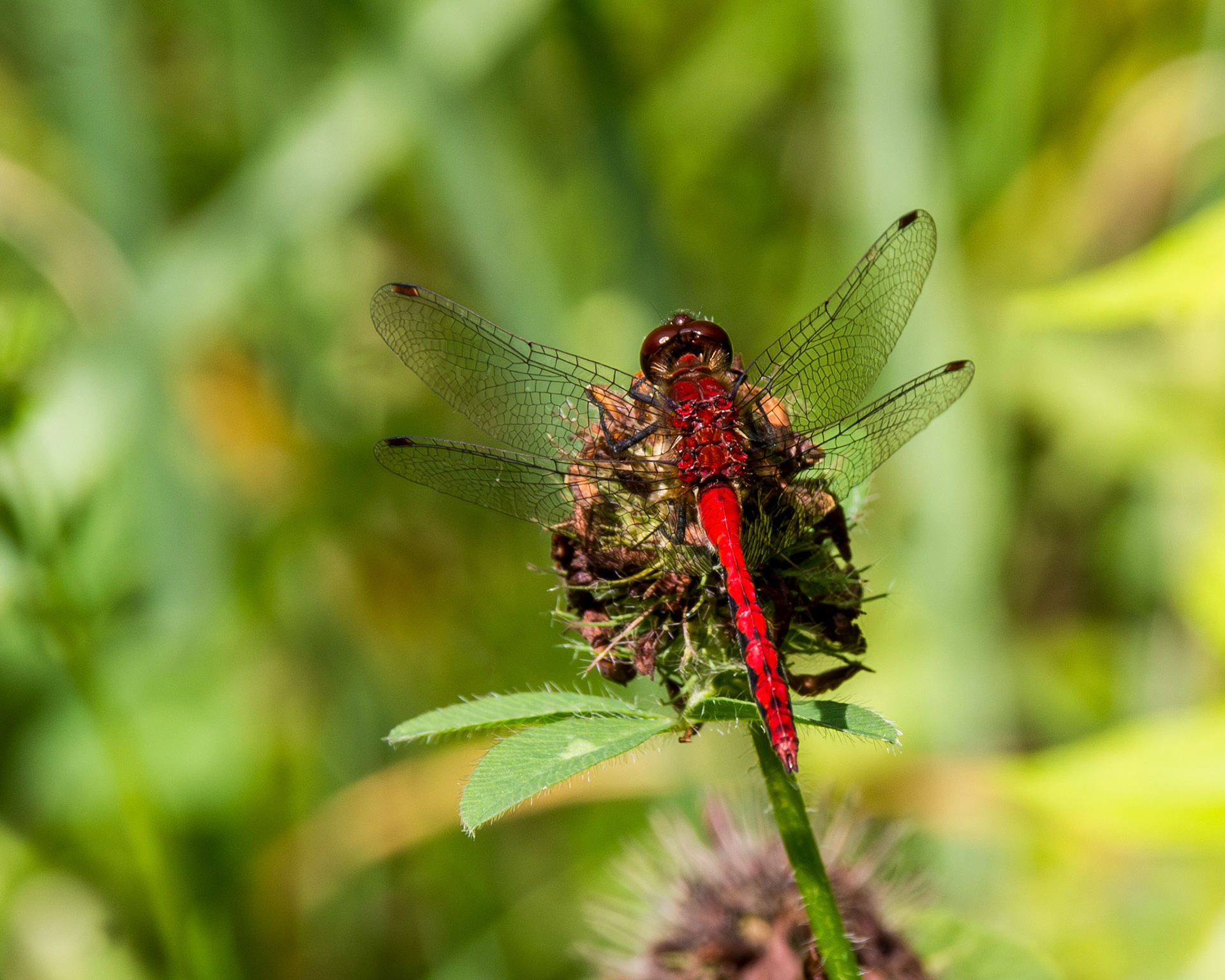 Meadowhawk
