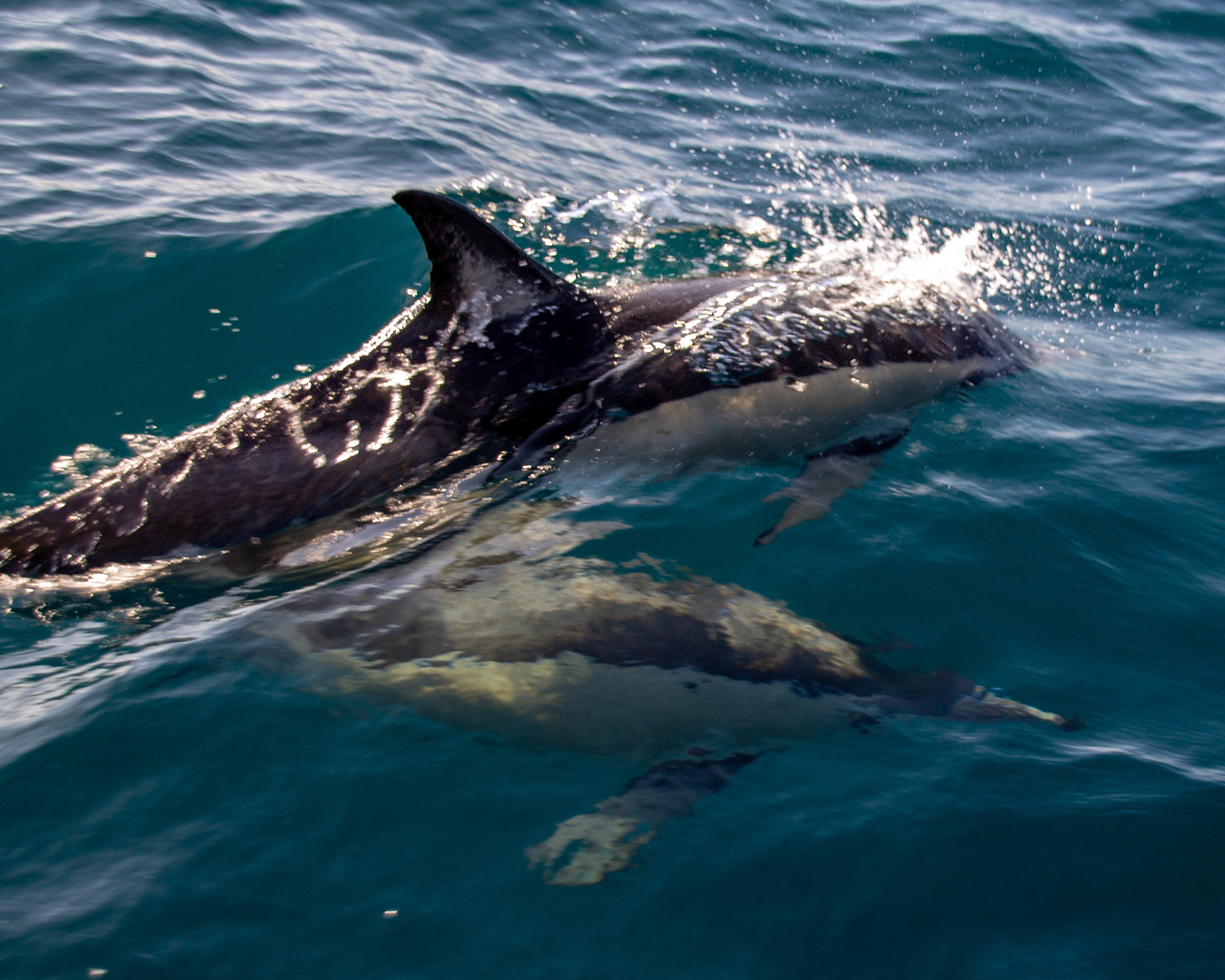 Dolphins off the coast