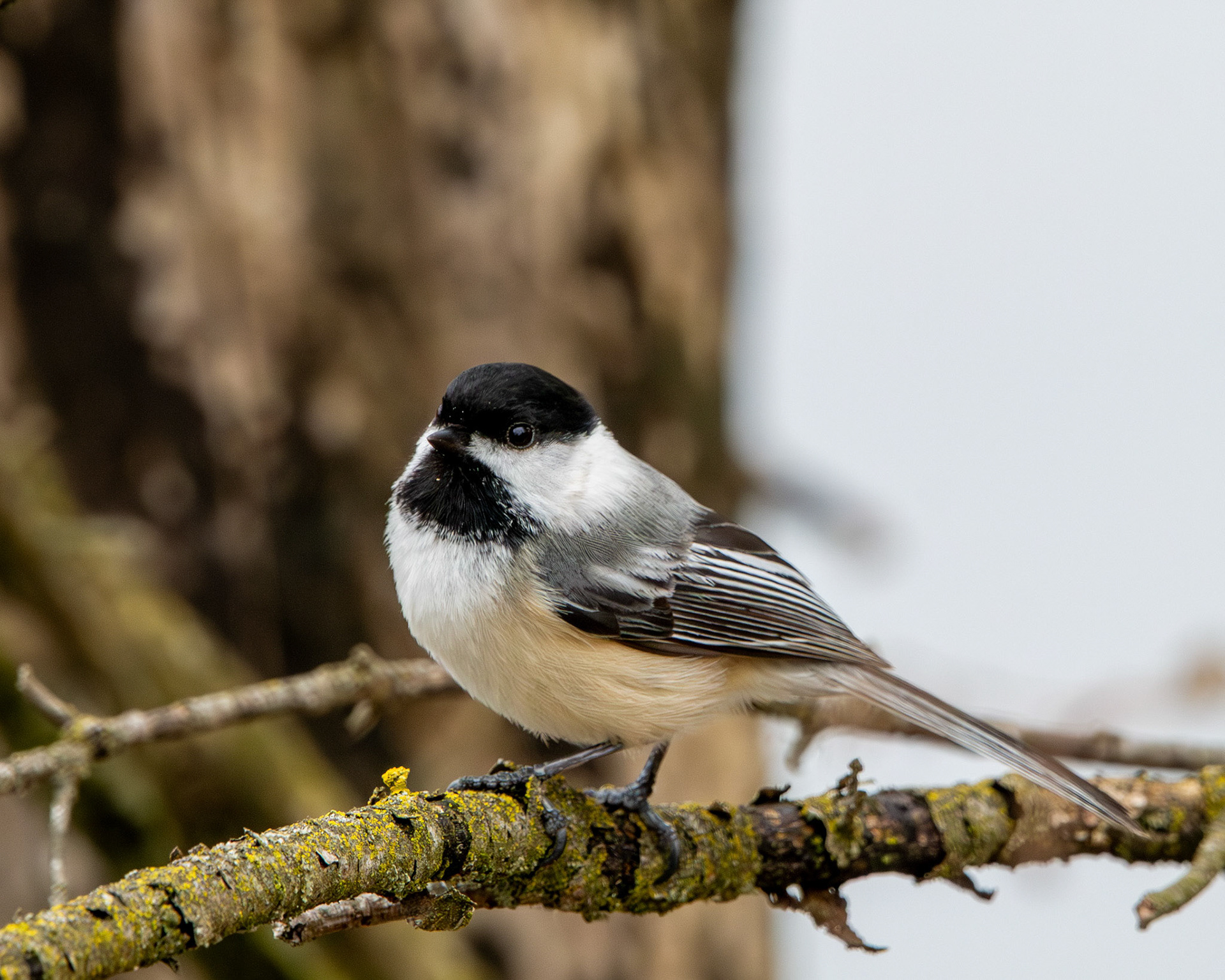 Black-capped chickadee