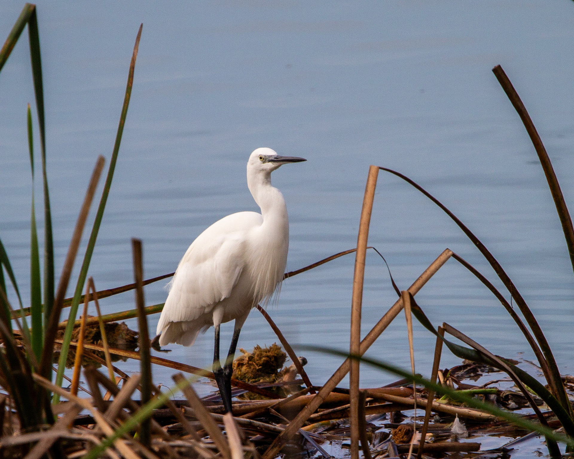 Little egret