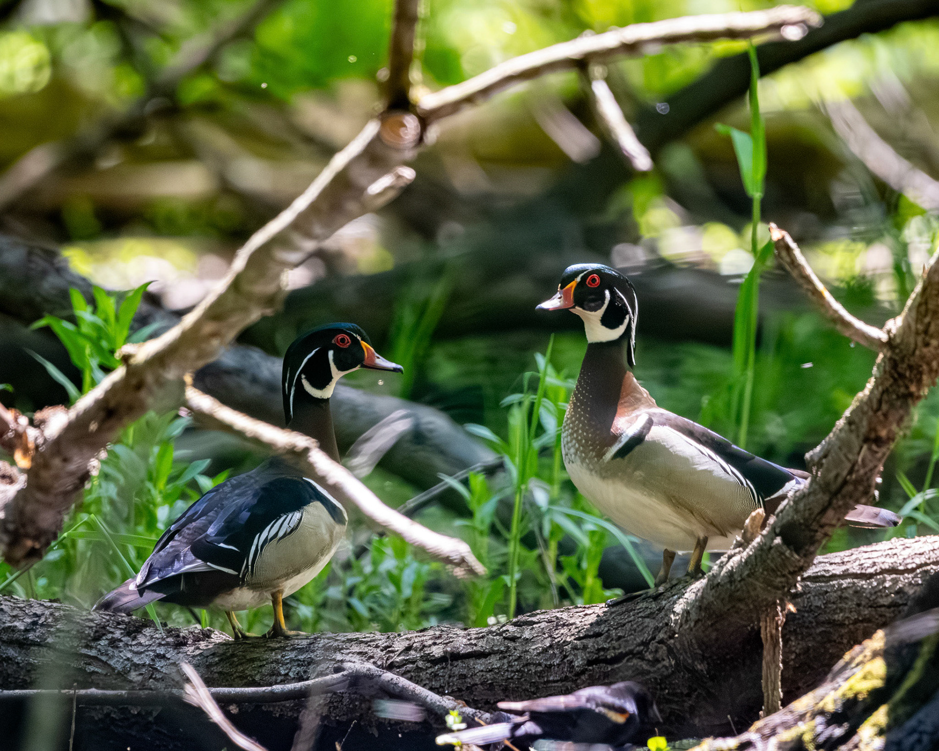 Wood ducks