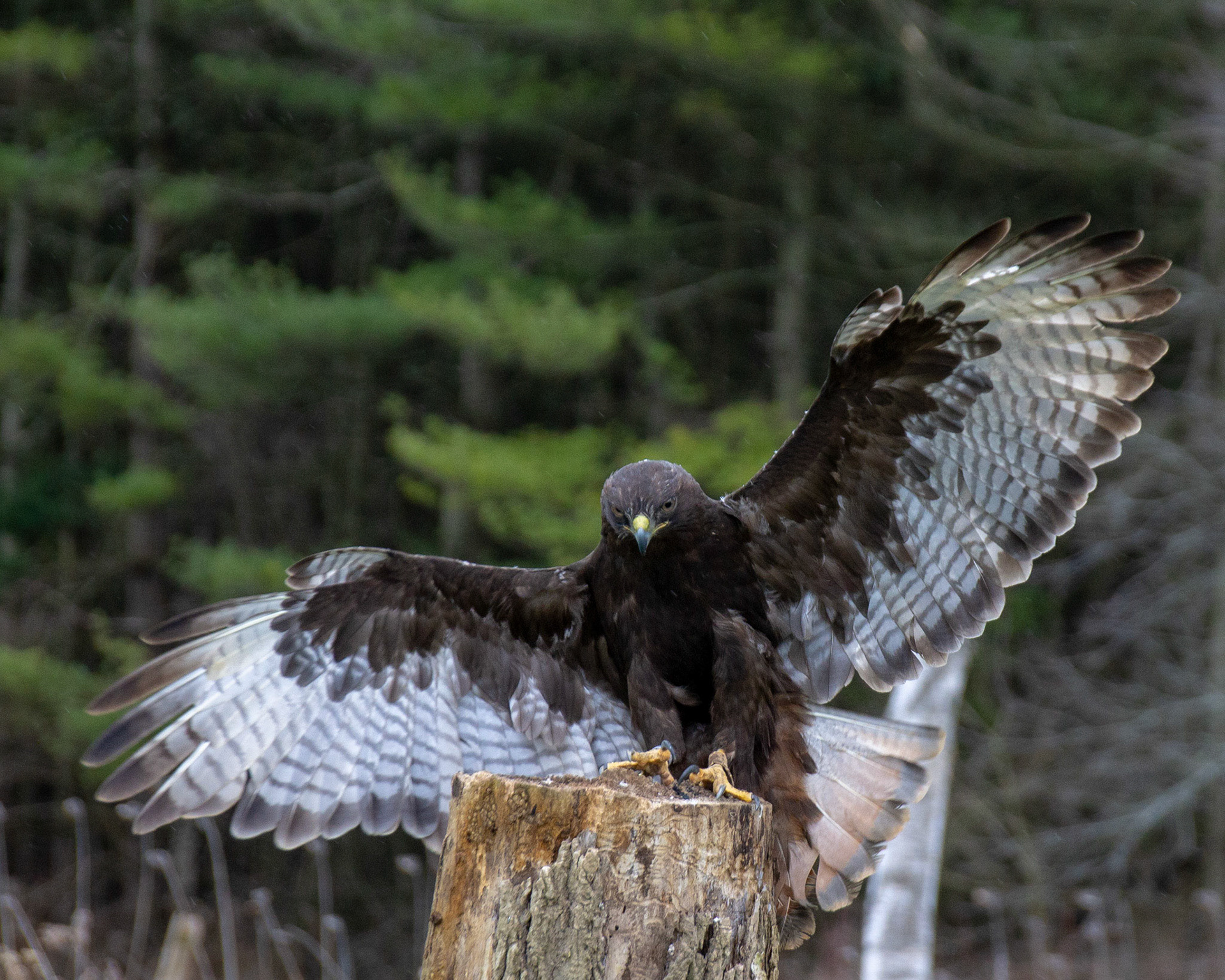 Harlan's hawk