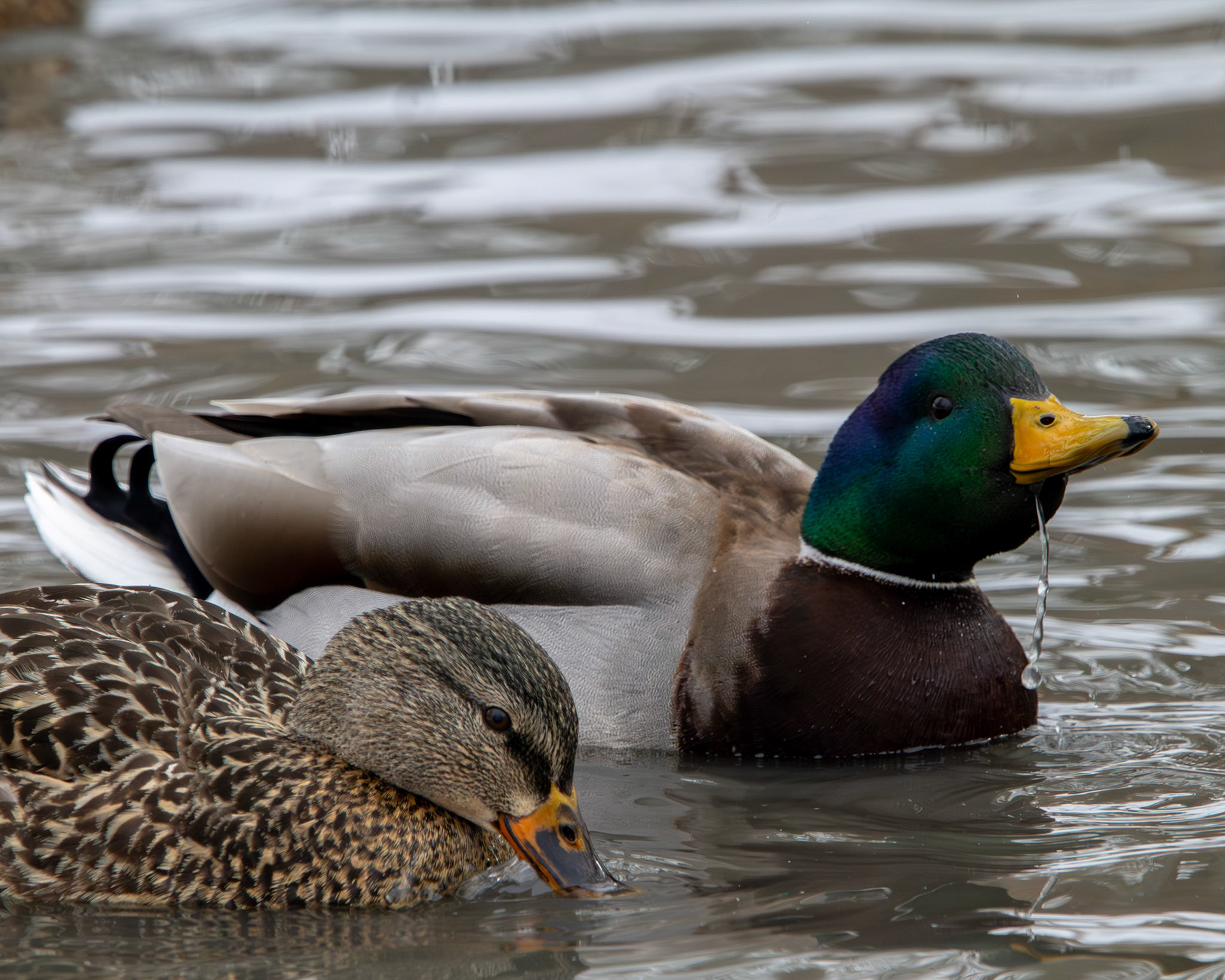 Mallard