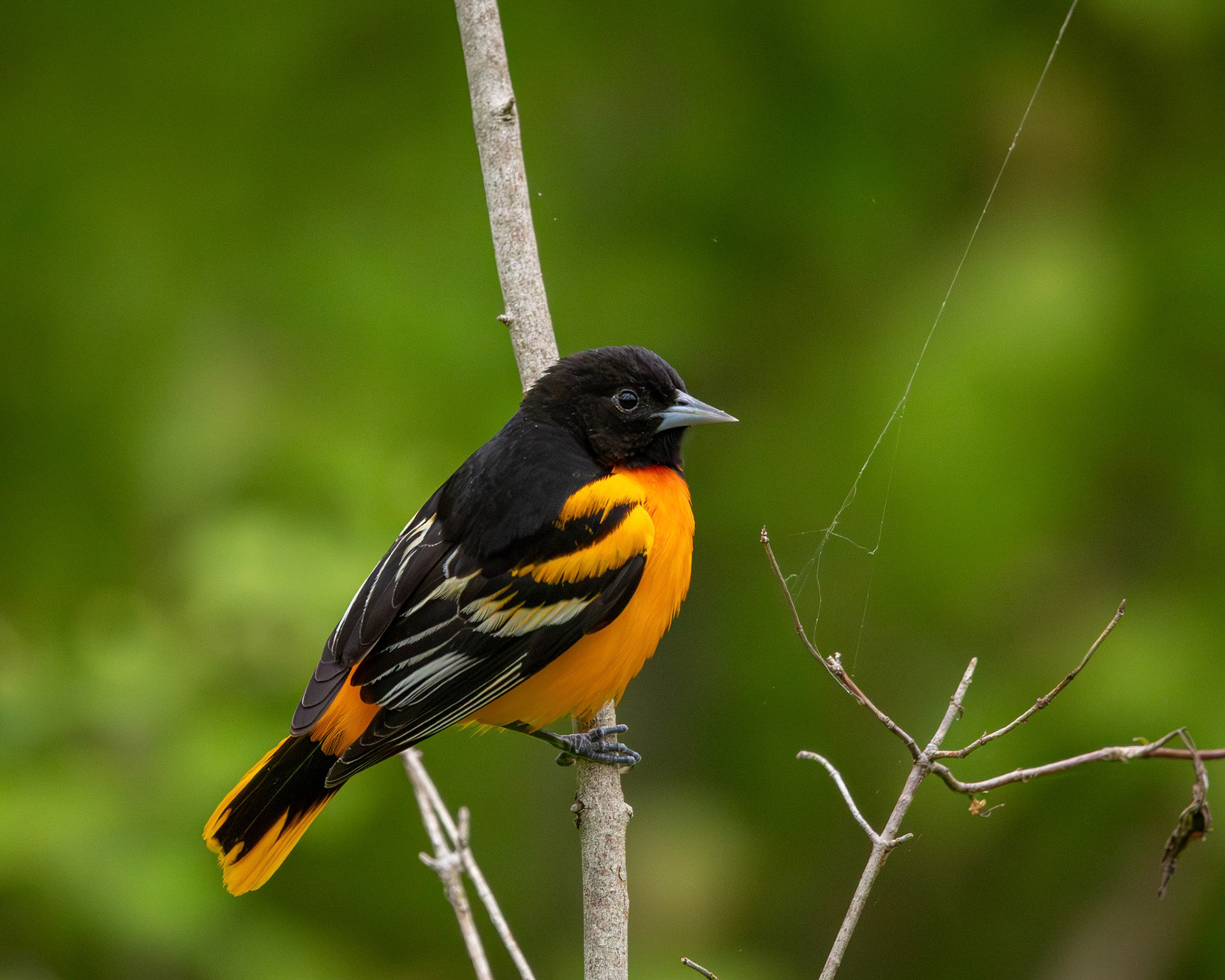 Baltimore oriole