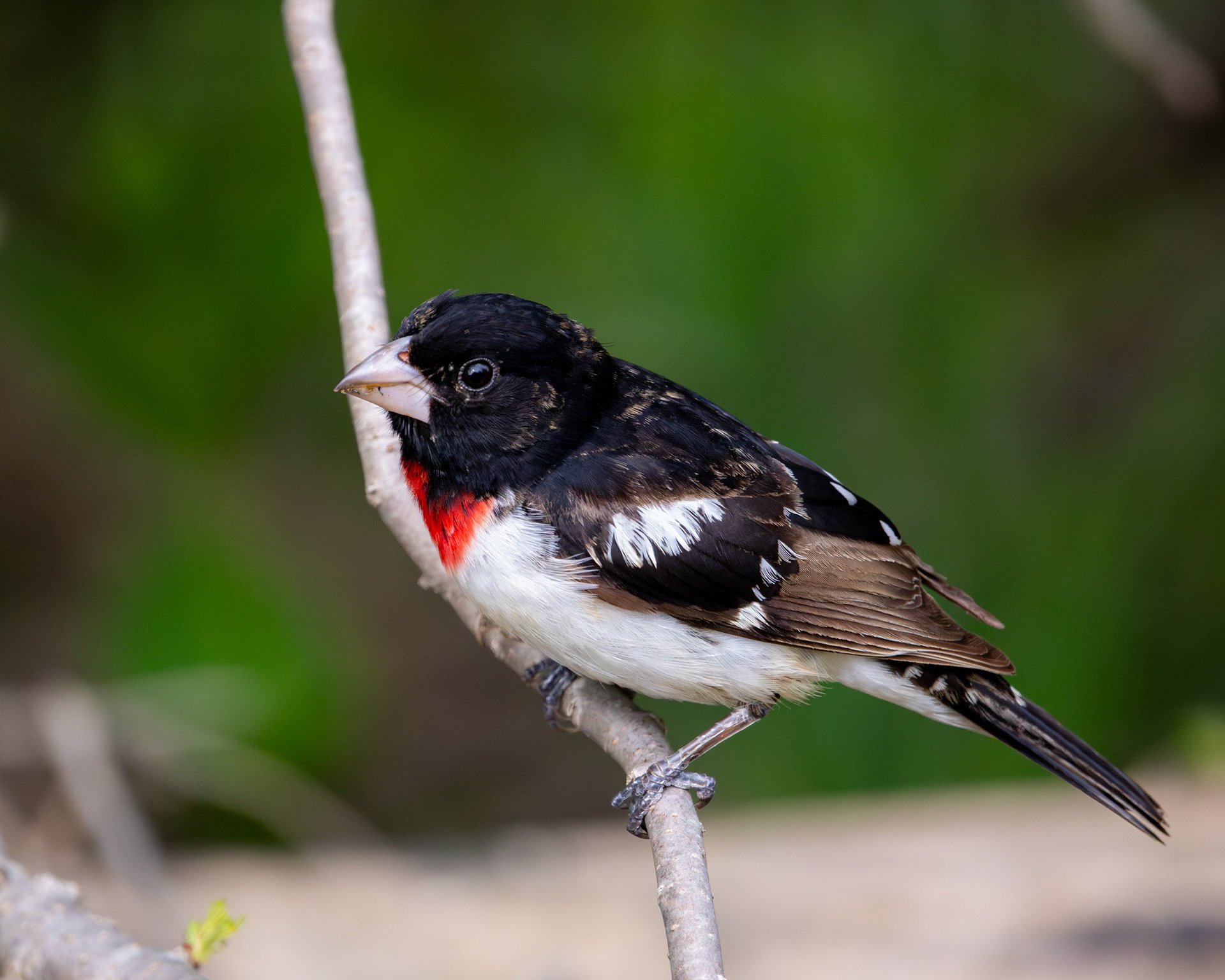 Rose-breasted grosbeak