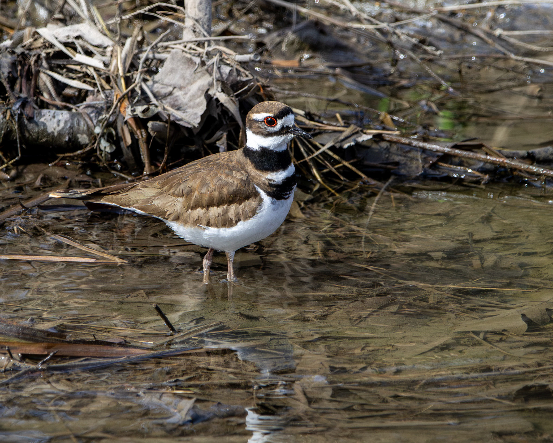 Killdeer