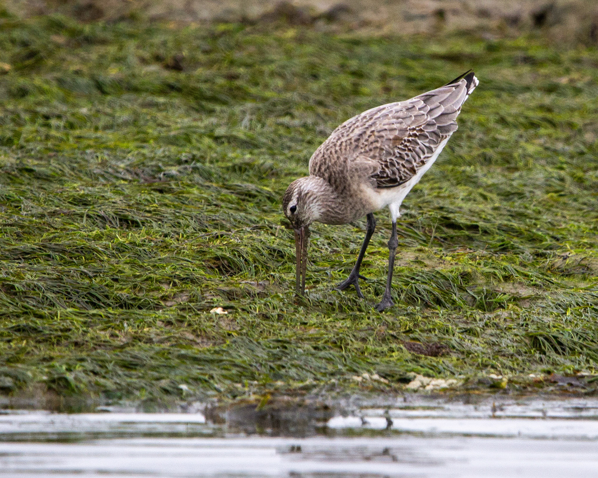 Bar-tailed godwit