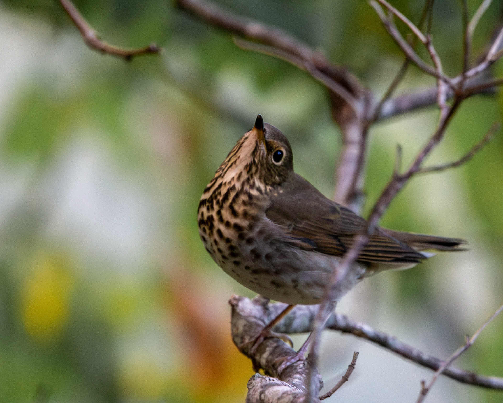 Swainson's thrush
