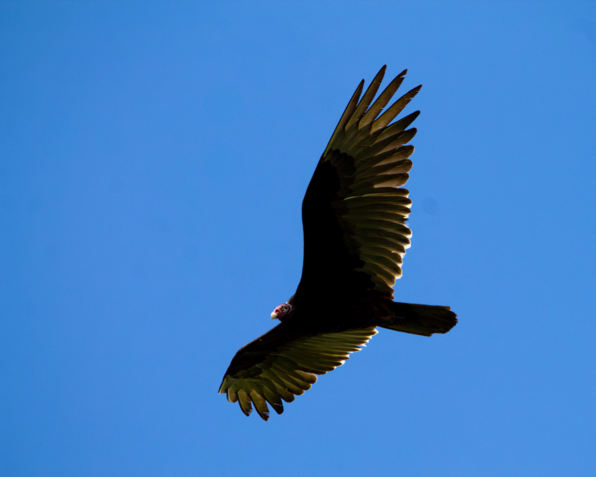 Turkey vulture